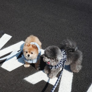 【即納｜一部予約】[ OHDIBS ] CAPENESS｜NO.17 _Babyblue check
