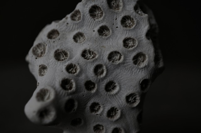 メリーランド州産サンゴ化石 Astrhelia palmata 2092