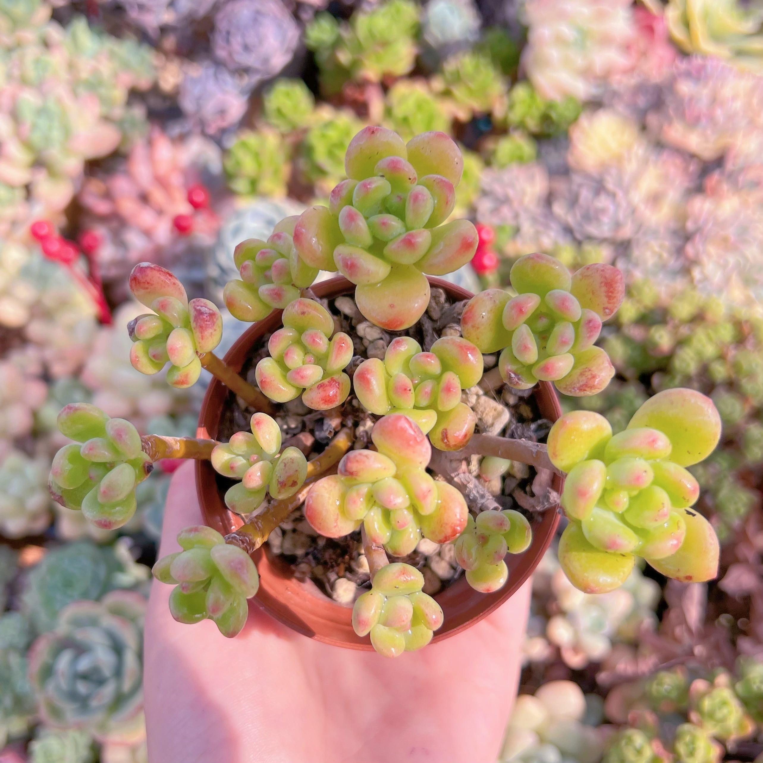 現品　シャングリラ#258　古株　るる農園