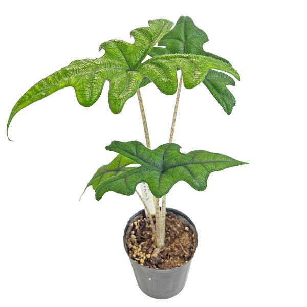 極希少】アロカシア オーレア バリエガータ/ ※陶器鉢カバー