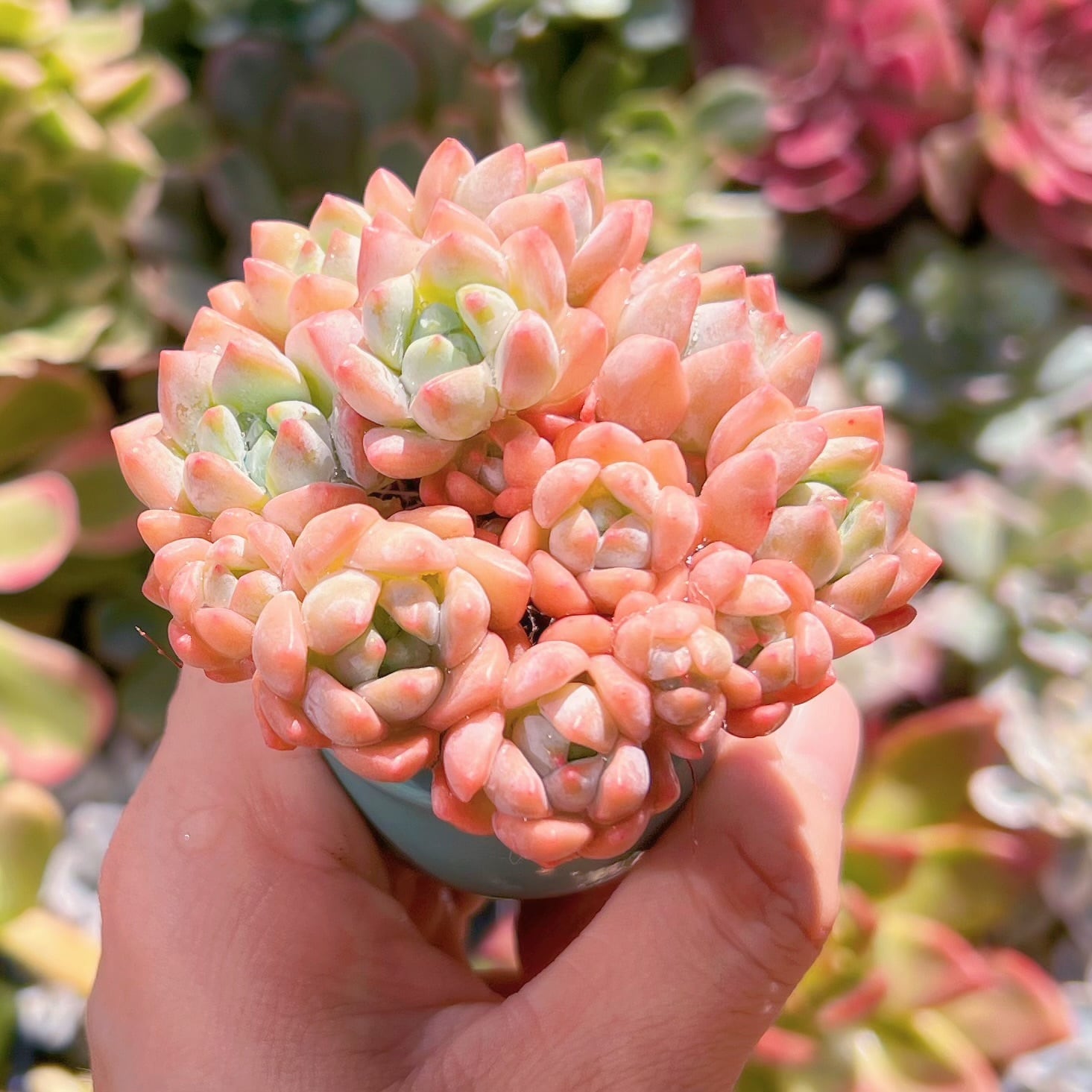 多肉植物 氷花12頭以上 新入荷 るる農園 | るる農園~多肉植物専門