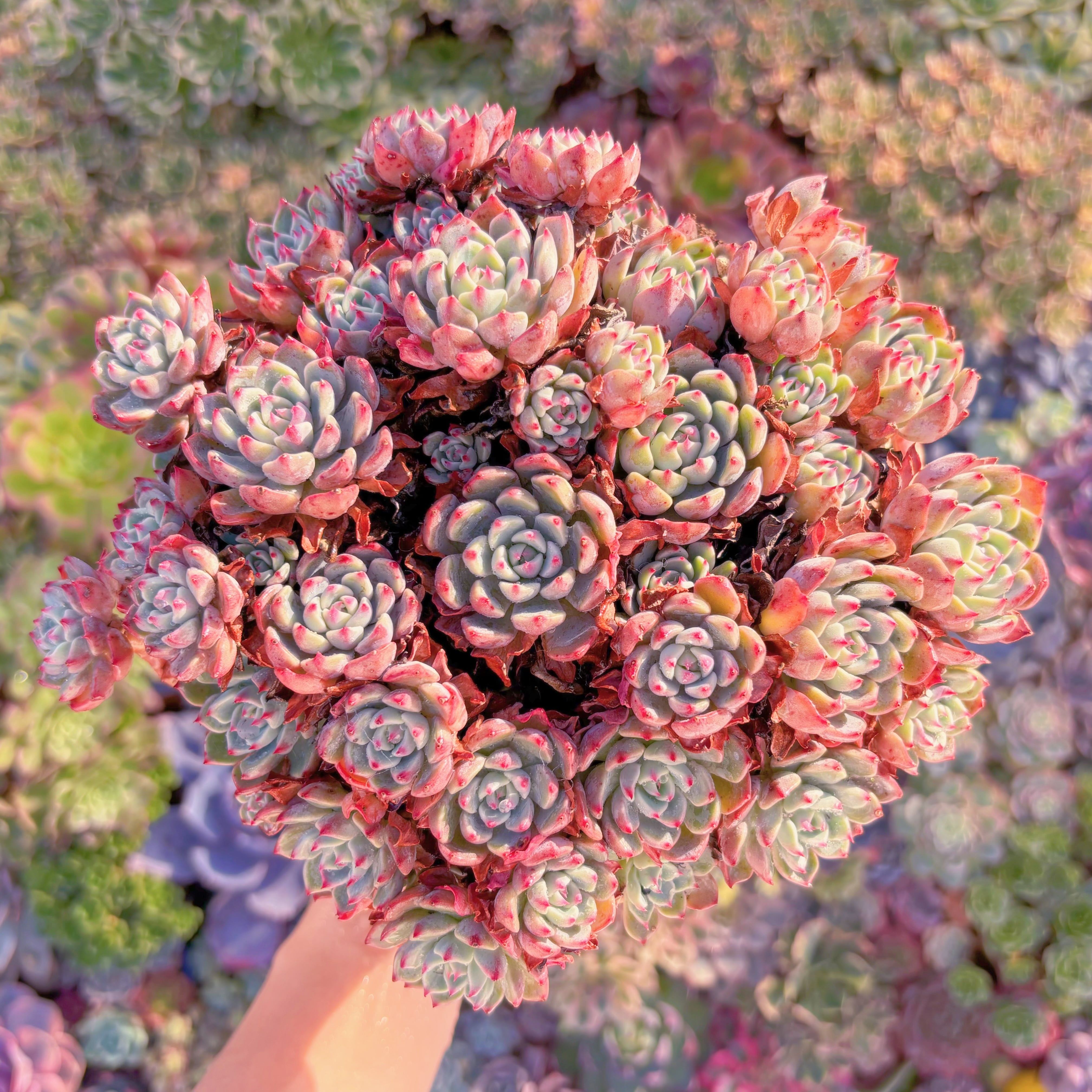 現品　Nanahukumini#A050　特特大群生　るる農園