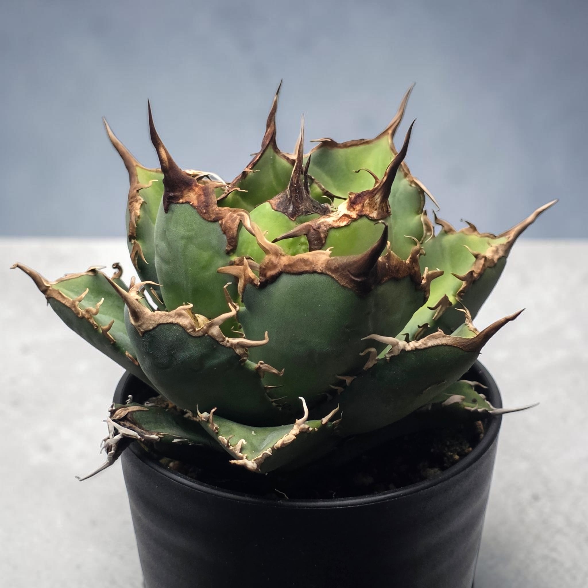 アガベ チタノタ 阿修羅 (Agave titanota 'Asura') | BRIDGE GARDEN