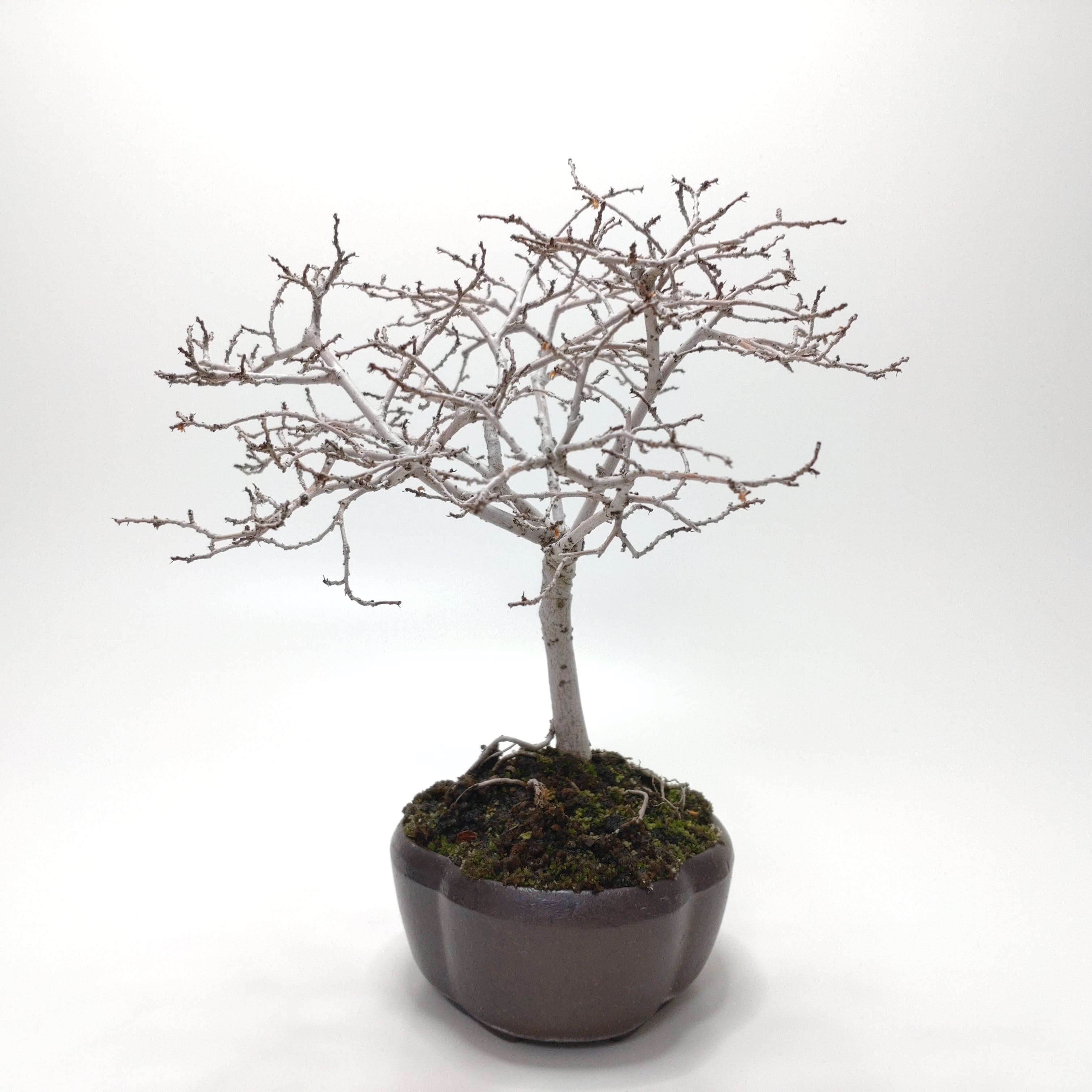 楡欅（ニレケヤキ）盆栽 SS013 | 盆栽創【Bonsaisou】