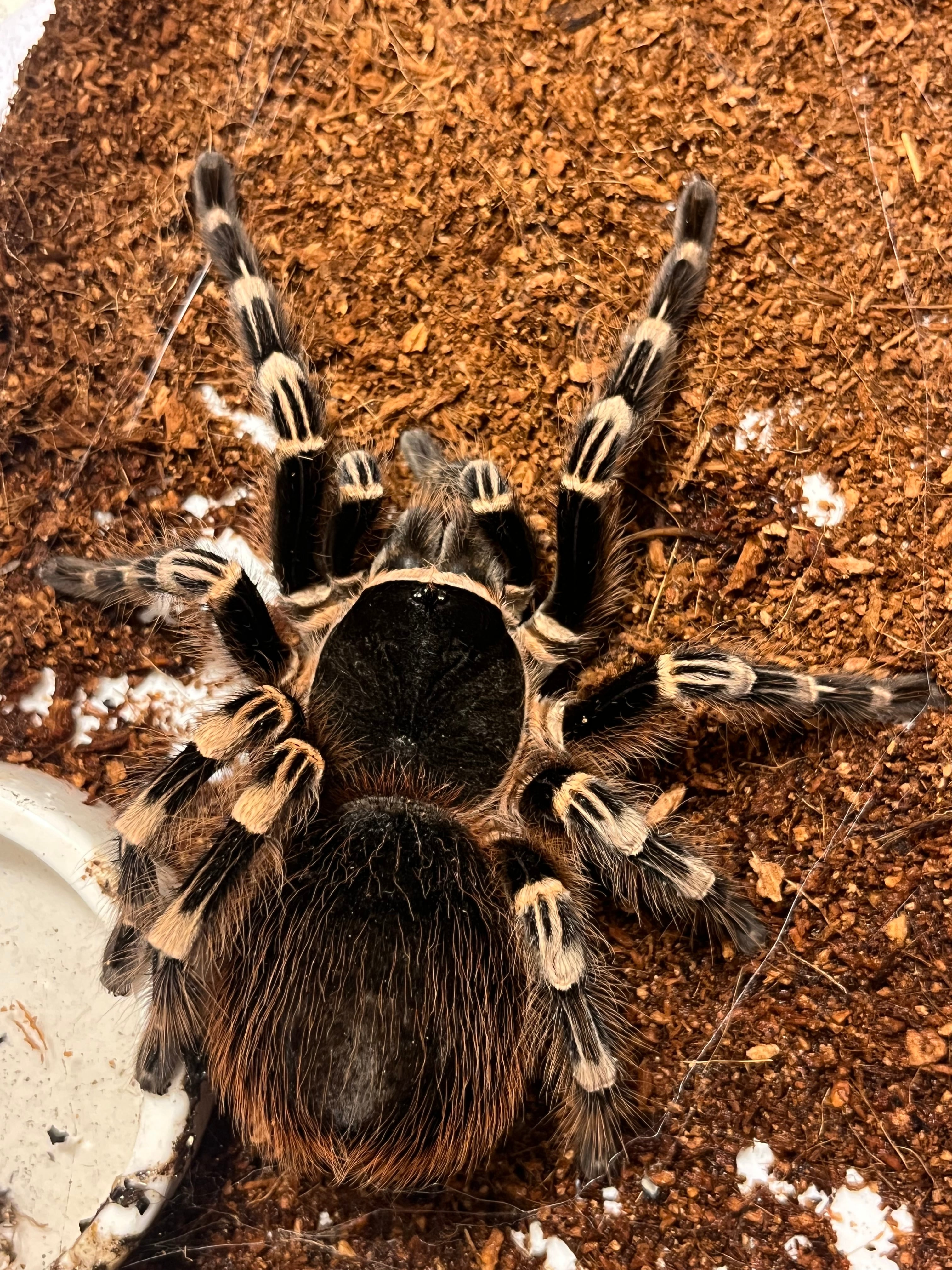 ♀生体】サンタレムピンクヘアード(ブラジリアンホワイトニー