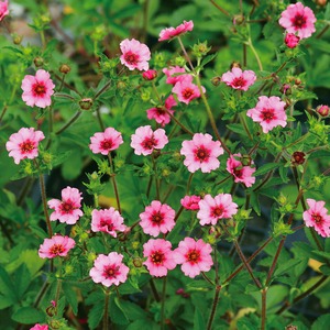 宿根草 ポテンティラ ヘレンジェーン