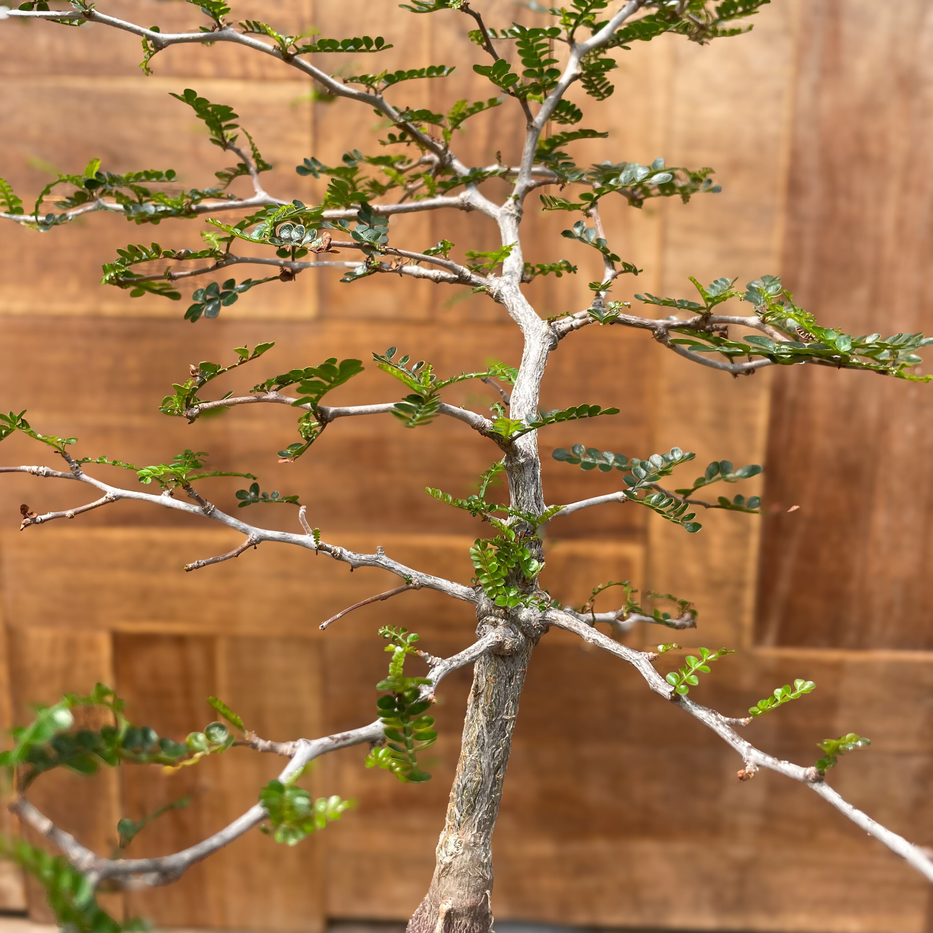 オペルクリカリア パキプス　 Operculicarya pachypus 実生 ベアルート株0003】 Operculicarya pachypus オペルクリカリア