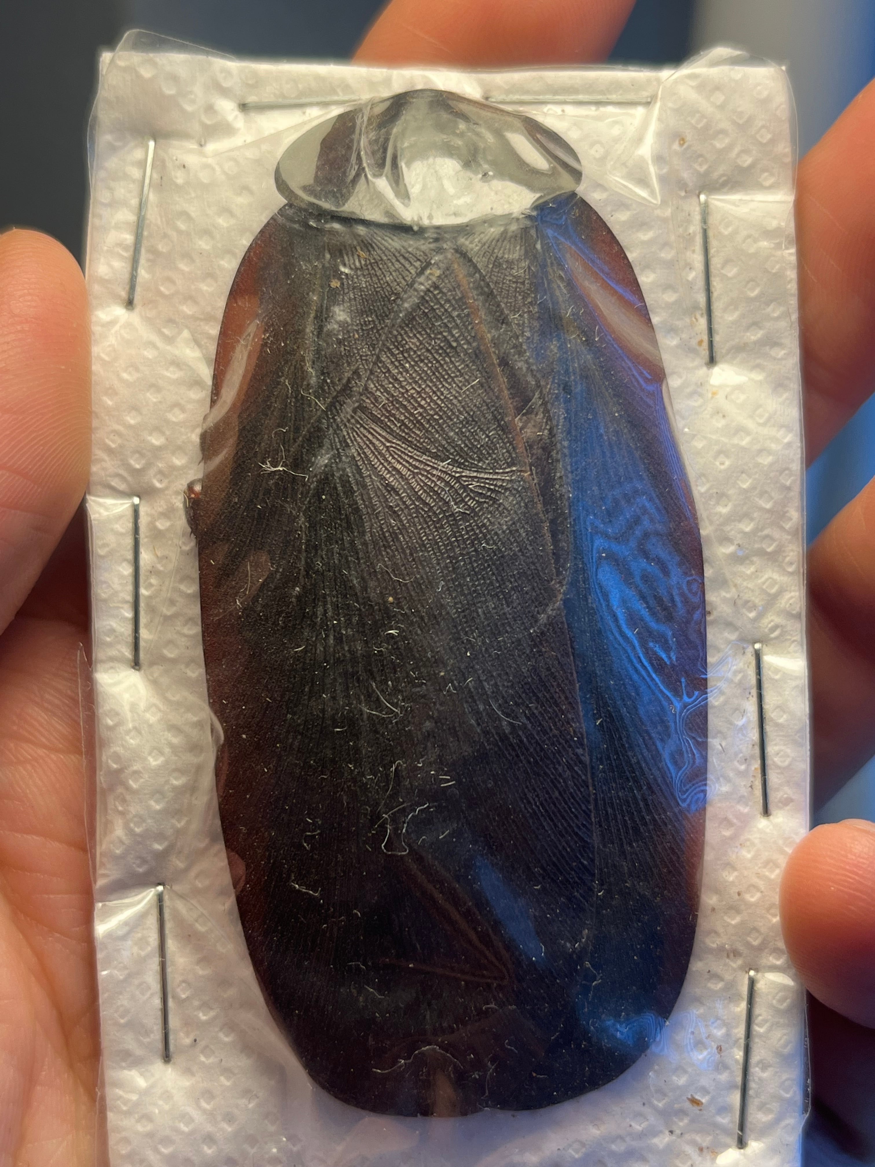 蜚開翅】ブラベルスギガンテウス ゴキブリの標本 レッドローチデュビア