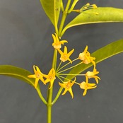 ホヤ　occultata【325】