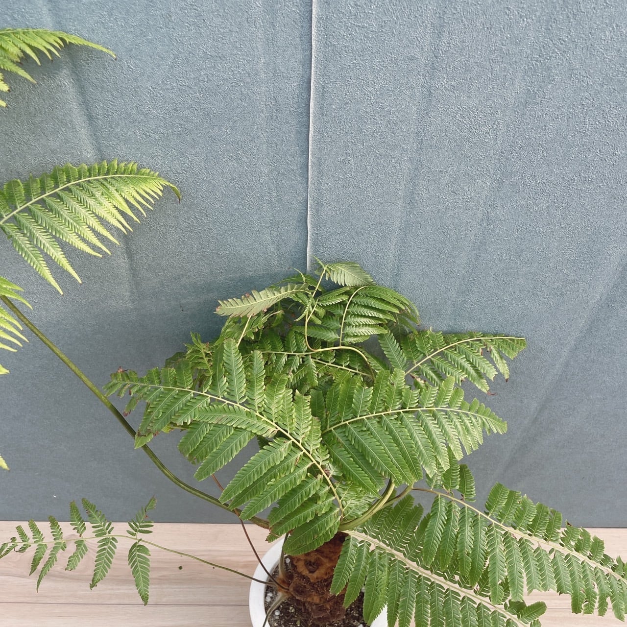 現品］【希少】37番 キンモウコウ 7号 観葉植物 レア 室内 希少