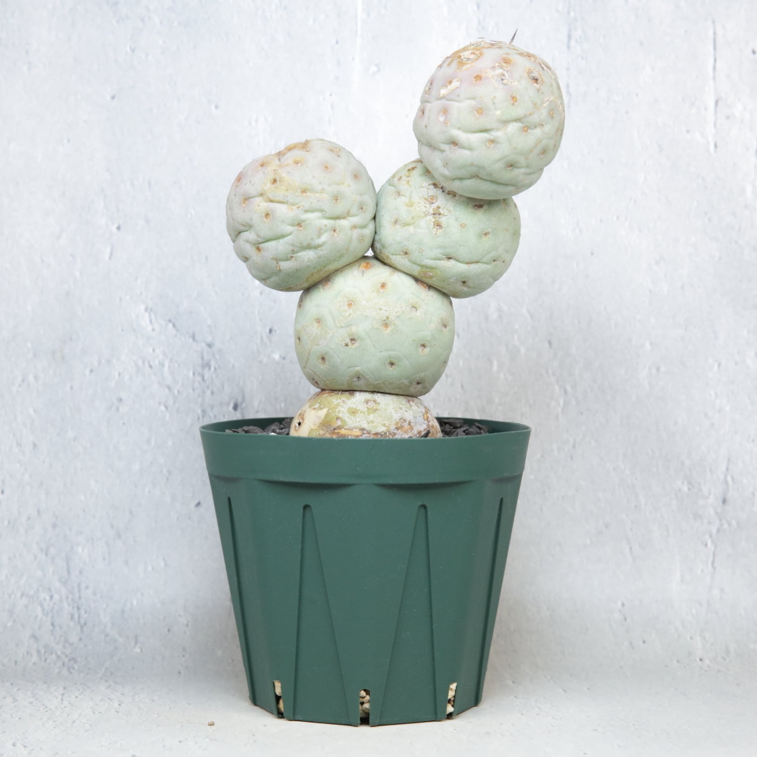大球 5球 棘無し テフロカクタス ゲオメトリクス | LIGHTHOUSE.PLANTS