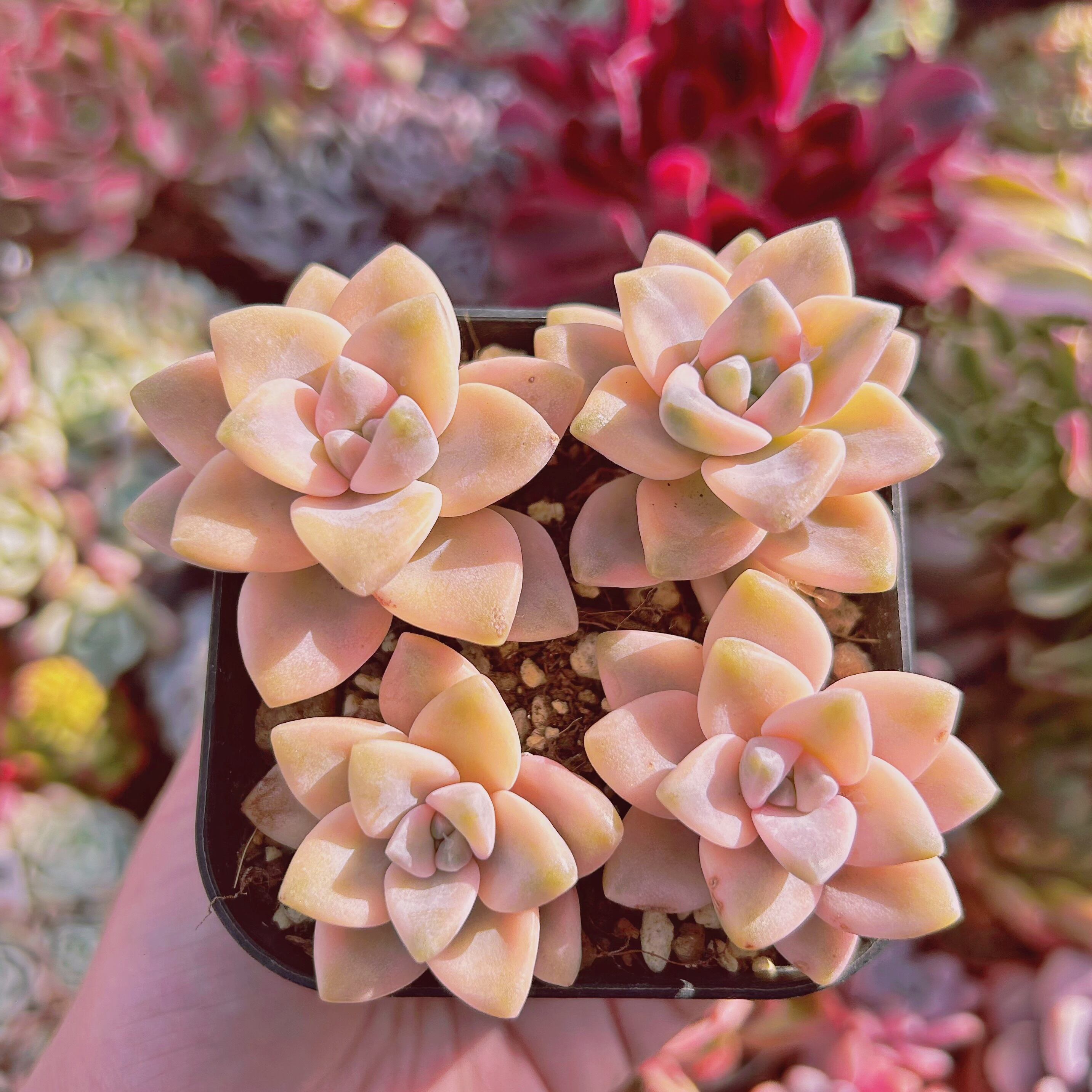 #824現物　多肉植物　杏子美人錦