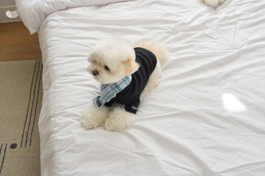 即納] Stripe Label Muffler (soda) | pupuon