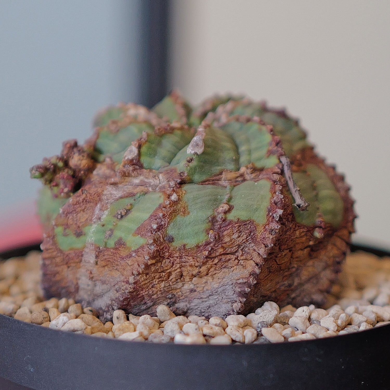 捻じれ 木質化 オベサ / ユーフォルビア