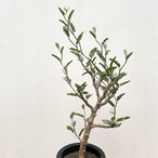 Senna meridionalis【センナ・メリディオナリス・実生】