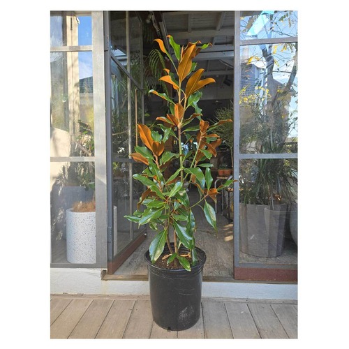 Magnolia grandiflora 'Kay Parris'