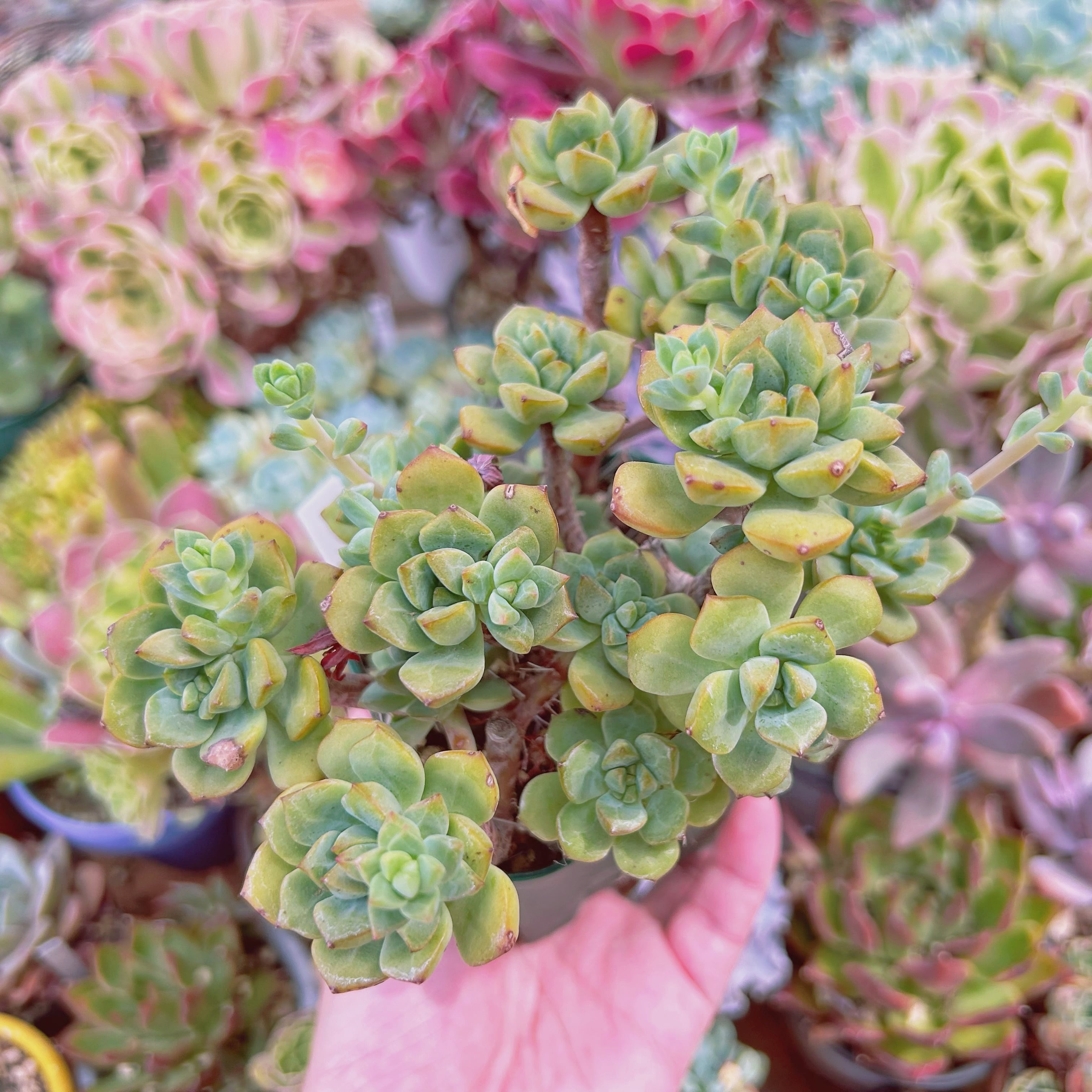 255現物 多肉植物 スピア 特大 | るる農園~多肉植物専門