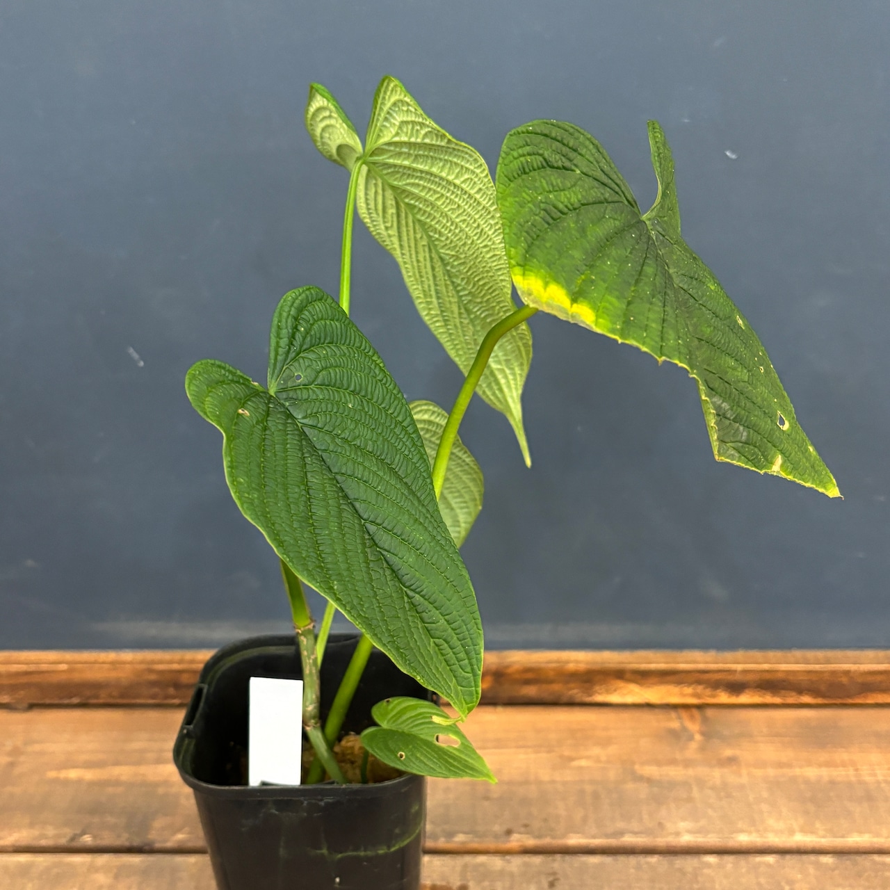 フィロデンドロン lynnhannoiae【349】