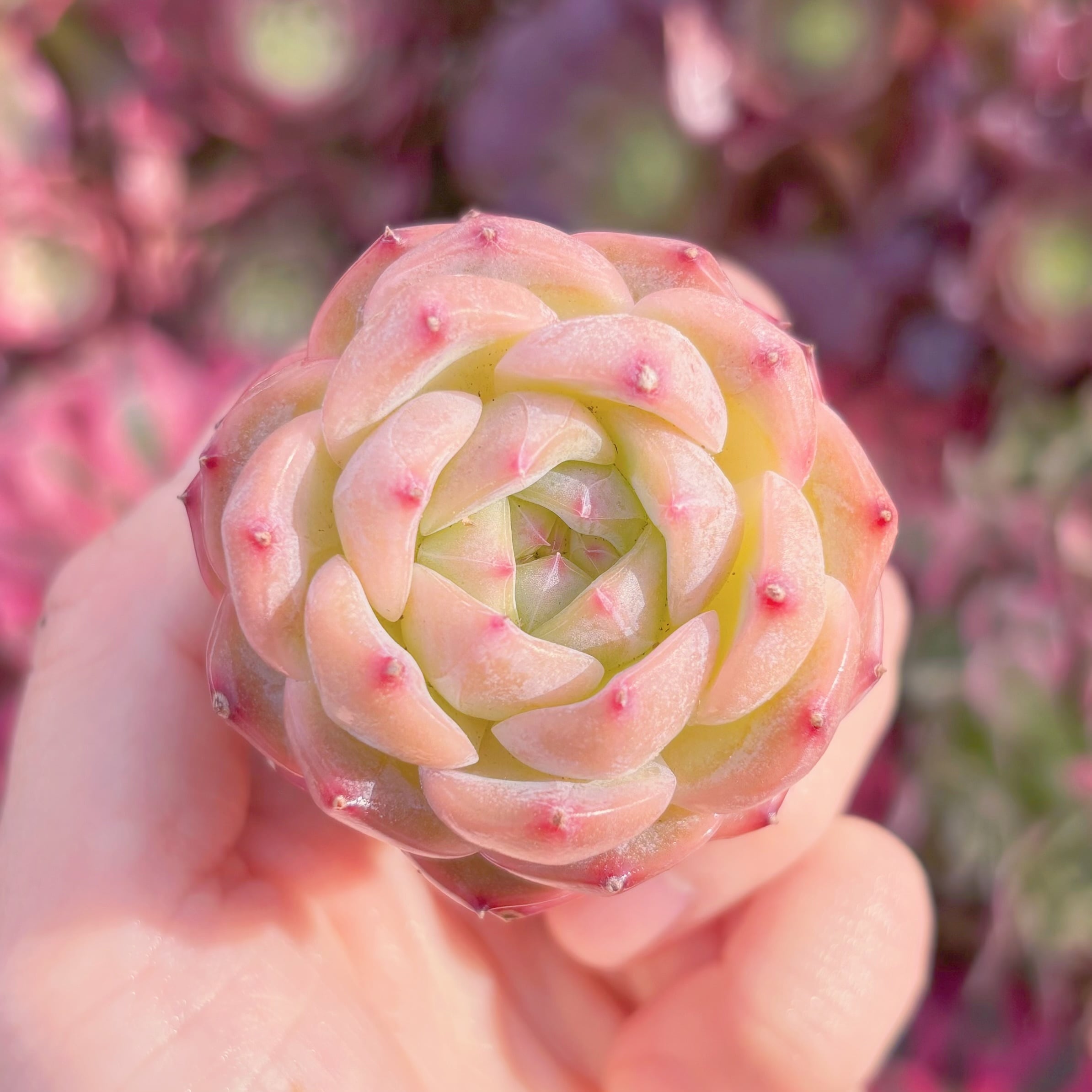 多肉植物　新品種　ロマン　新入荷　るる農園