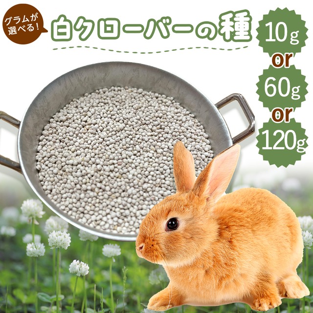 牧草王国 牧草の種 白クローバー 10g