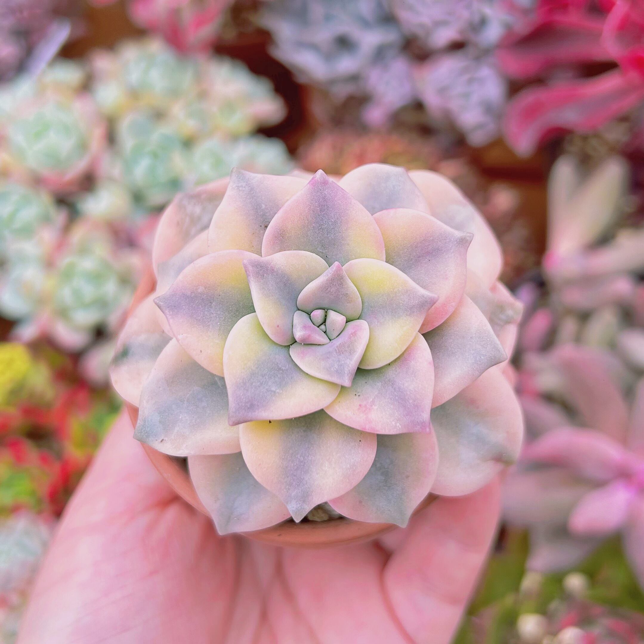 #803現物　多肉植物　パープルディライト錦