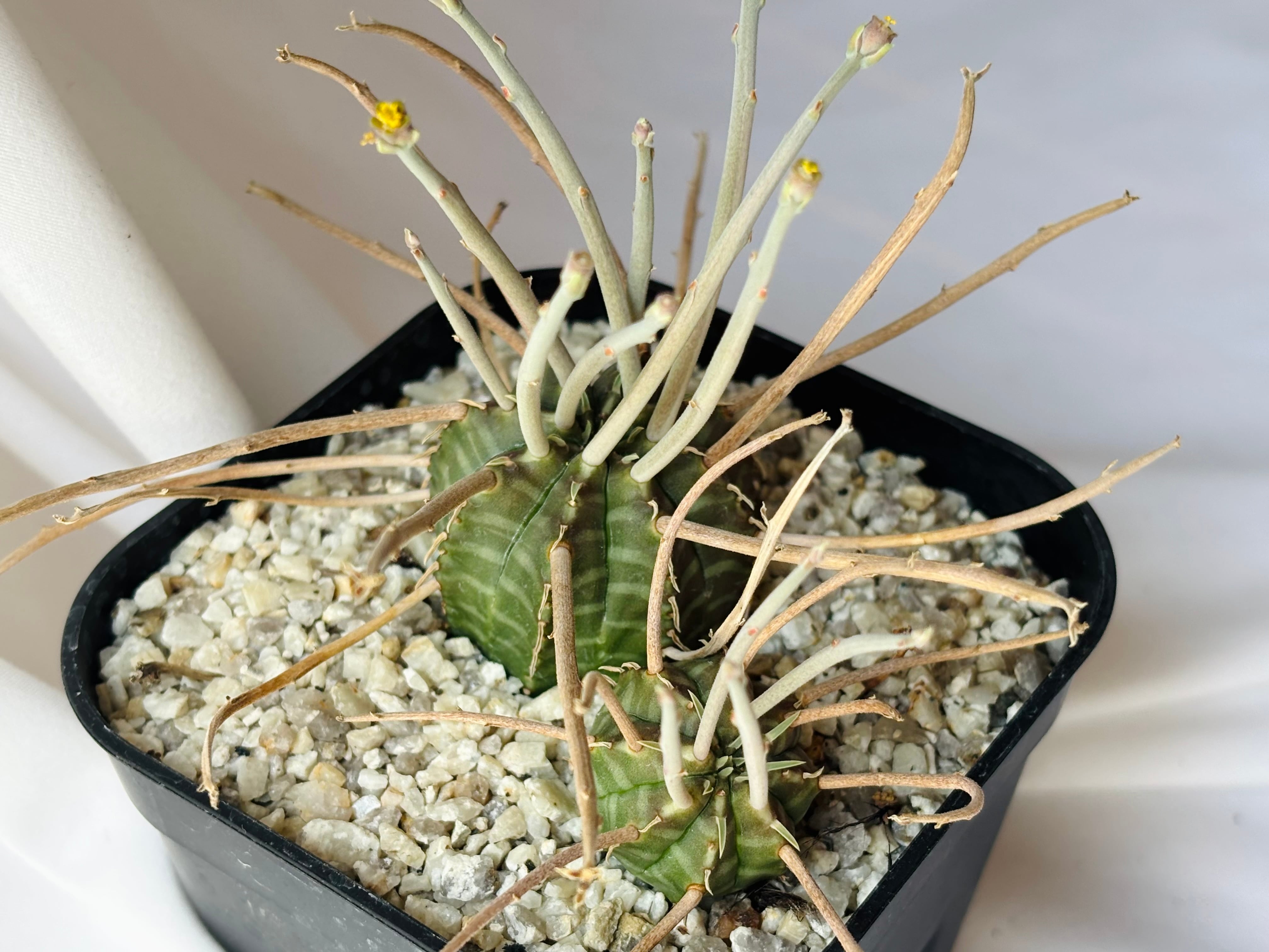 Euphorbia valida ユーフォルビア スーパーバリダ 多肉植物 | plants