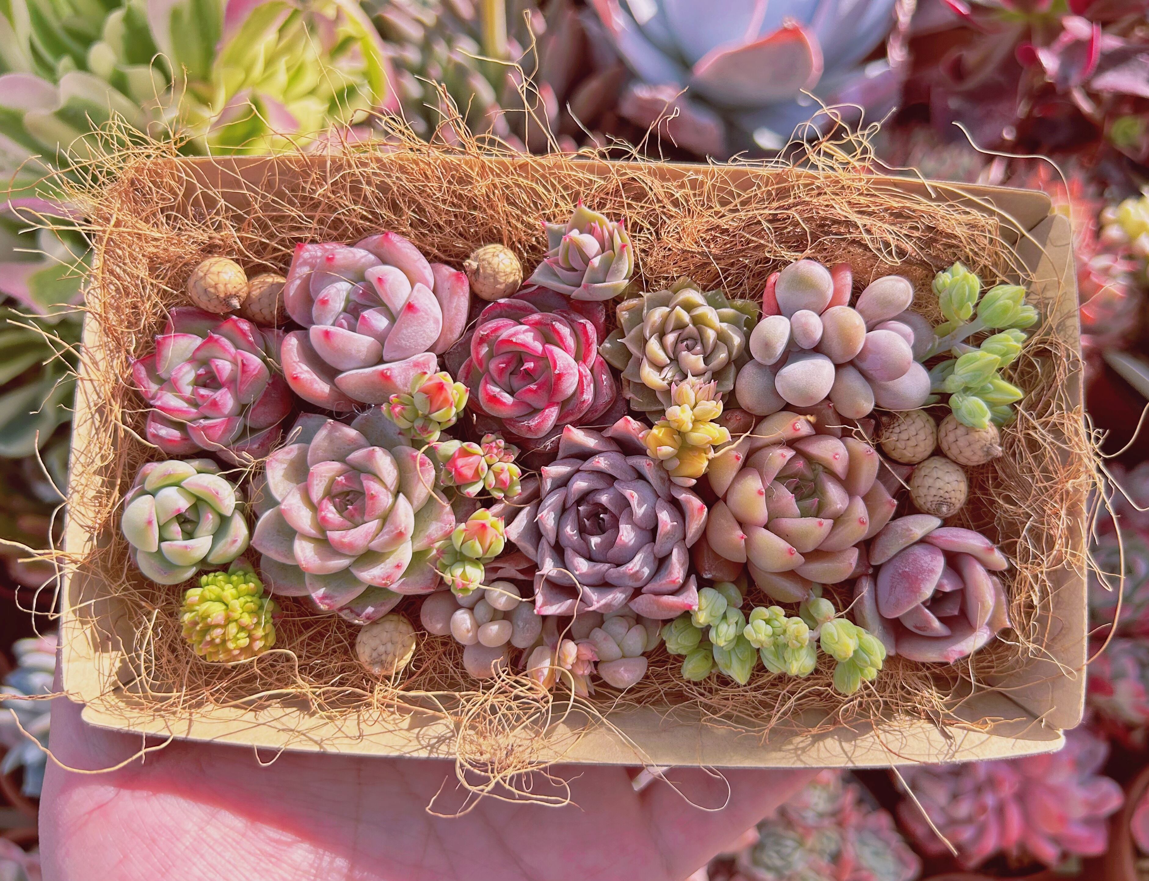 #313現物　多肉お弁当　トレーのまま発送