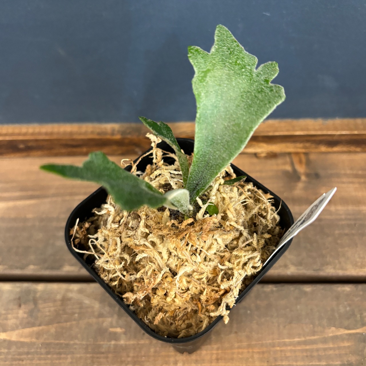 ビカクシダ ウィリンキー 'spur' TC (P.willinckii 'spur' TC)【043】