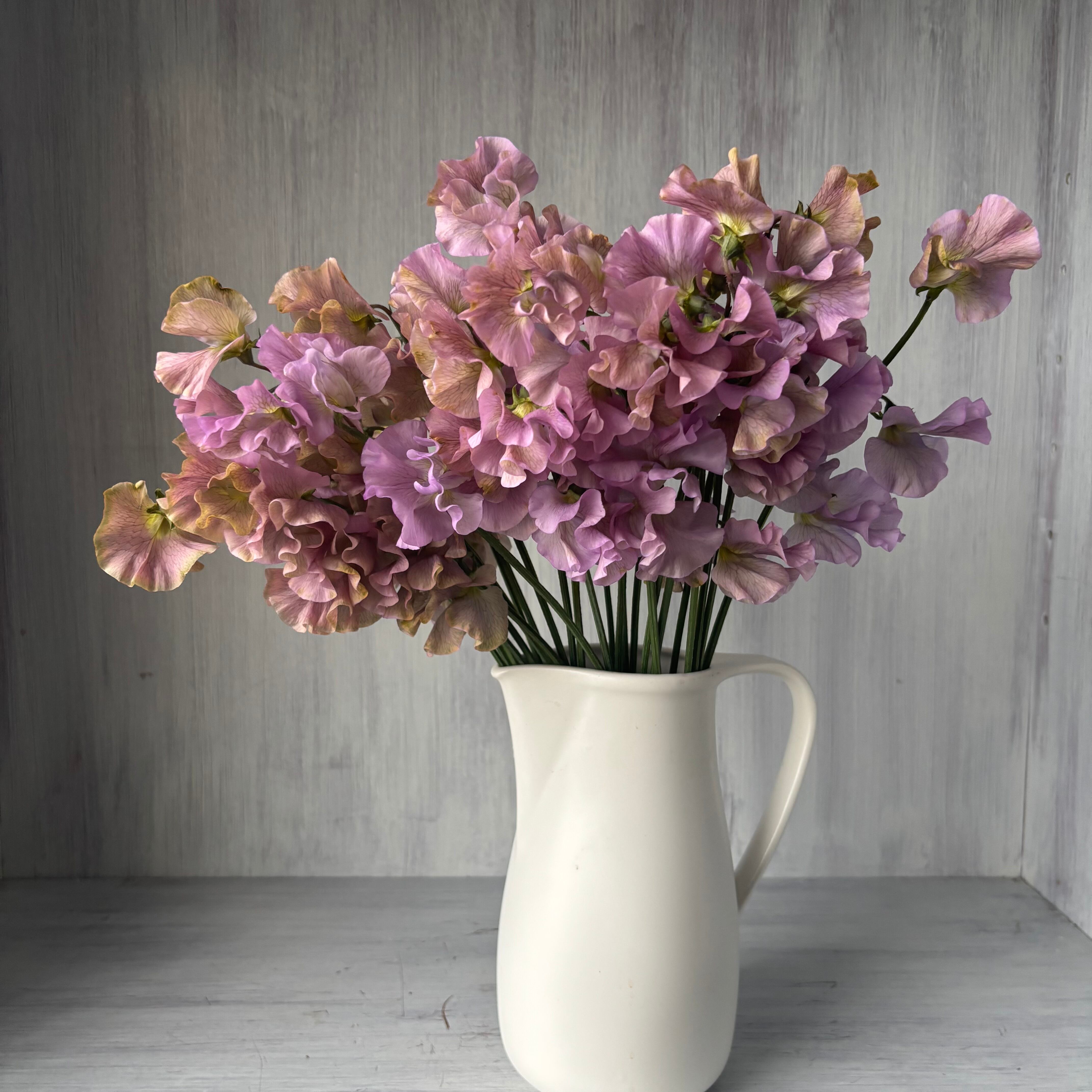 スイートピーのお宝商品 即出荷】 スイートピー アンティーク 25本