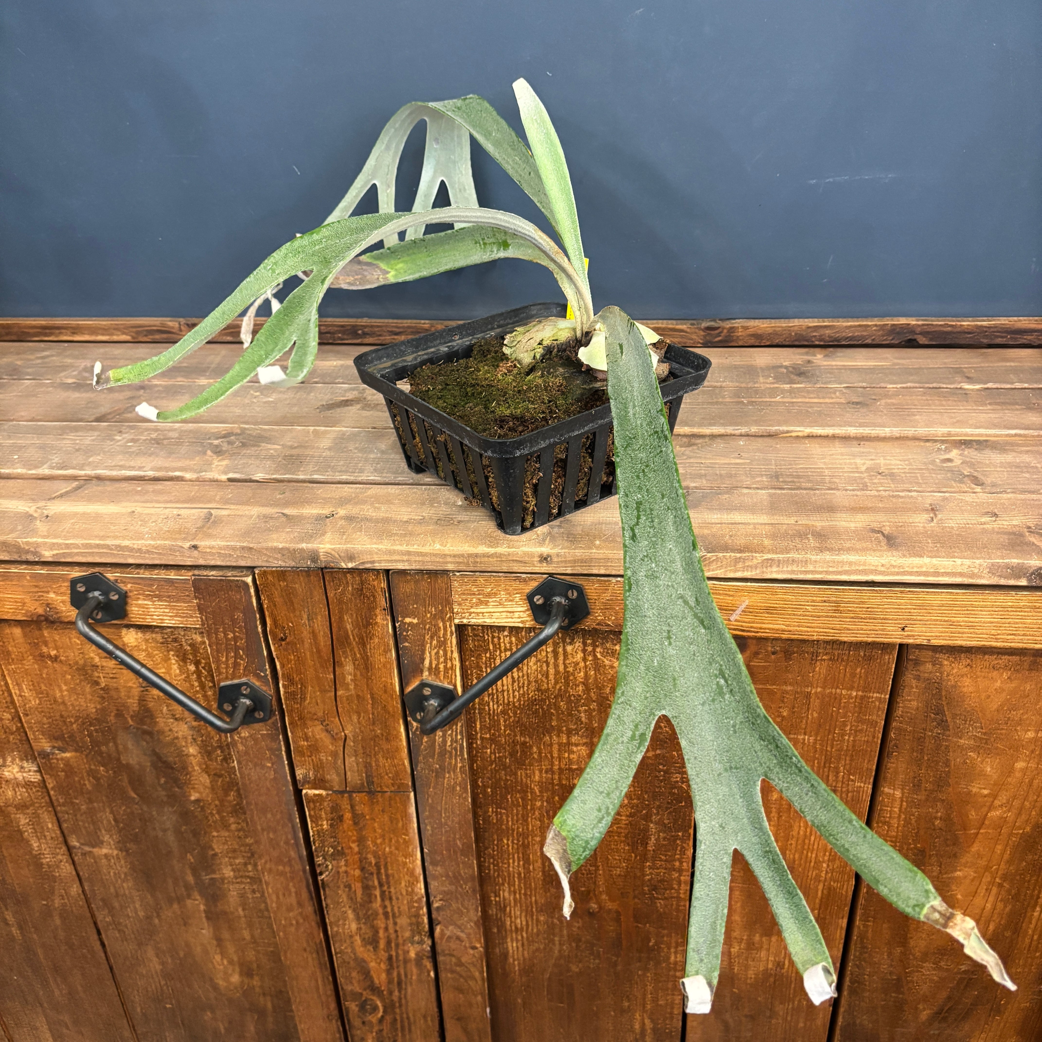 クリアランス】ビカクシダ アーバンリバー P.veitchii Auburn river