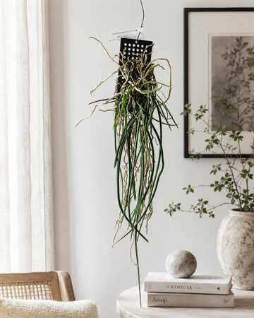 ビカクシダ ステマリア 板付【観葉植物 室内 コウモリラン】 | PAY ID