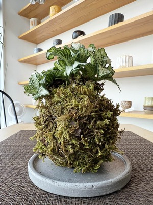 フィットニア(苔玉）