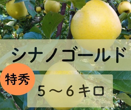 ☆11月2日から　シナノゴールド【特秀5～6キロ】4,800円(税込)