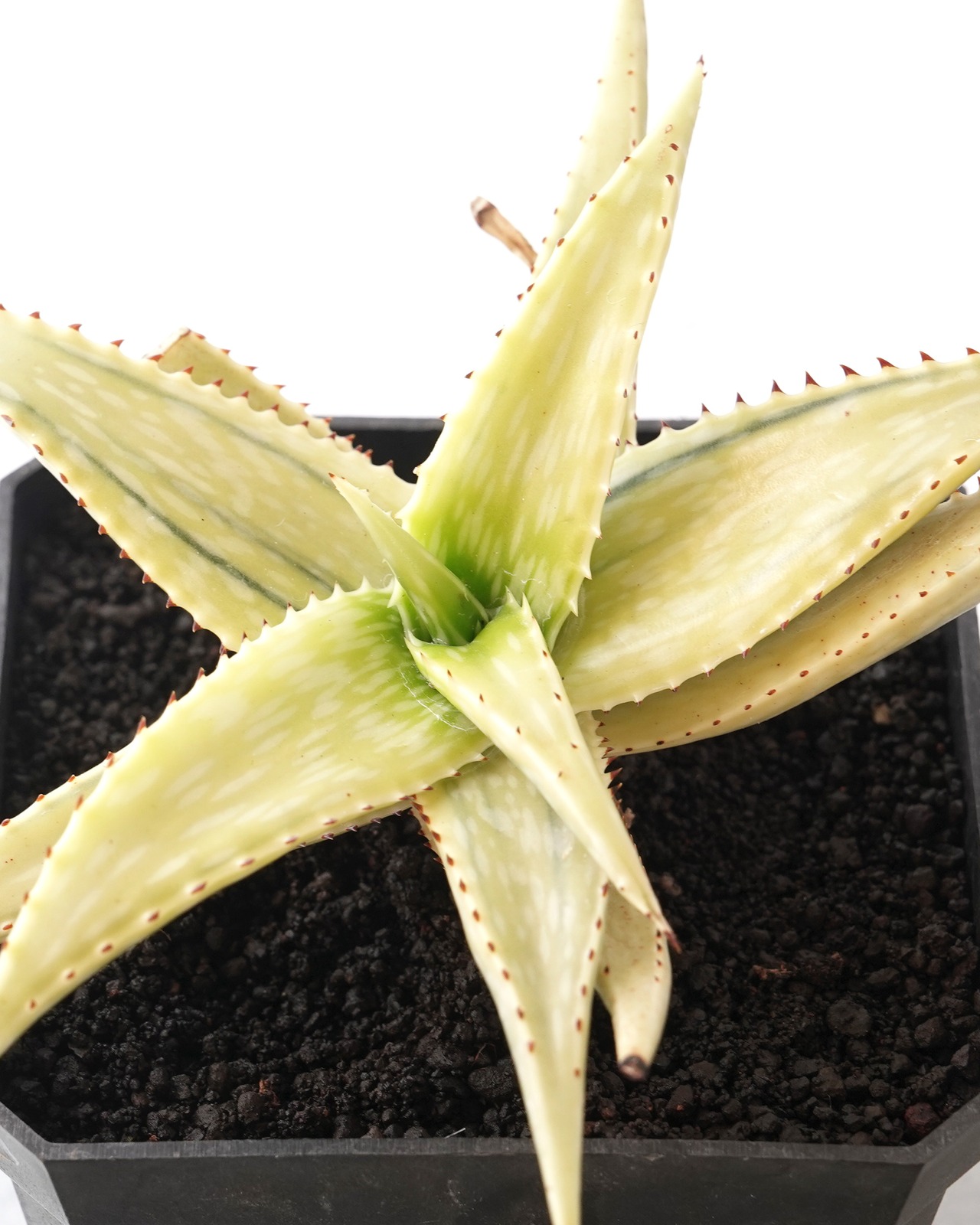 カット苗 アロエ ソマリエンシス オーレア錦？ 糊斑？ Aloe somaliensis 'Aurea Variegated'