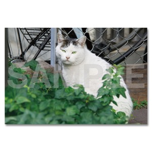 東京の猫ポストカード　〈巣鴨〉017