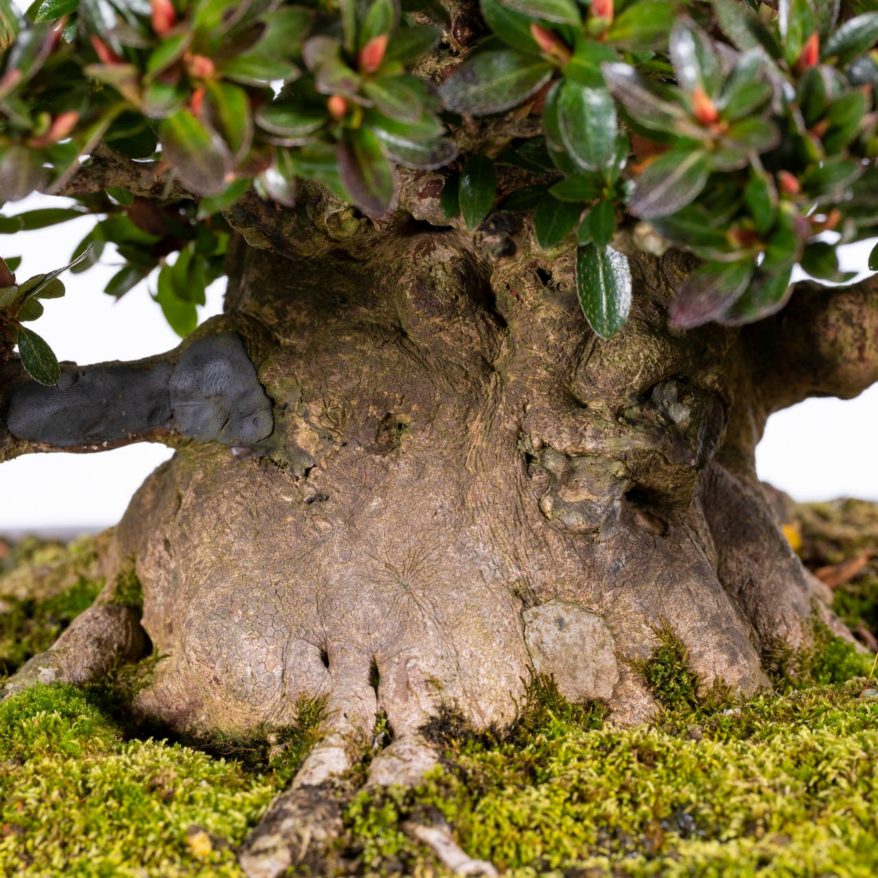 皐月盆栽／珍山 樹齢40年（KN-28）さつき | Bonsai 千鳥屋／盆栽 