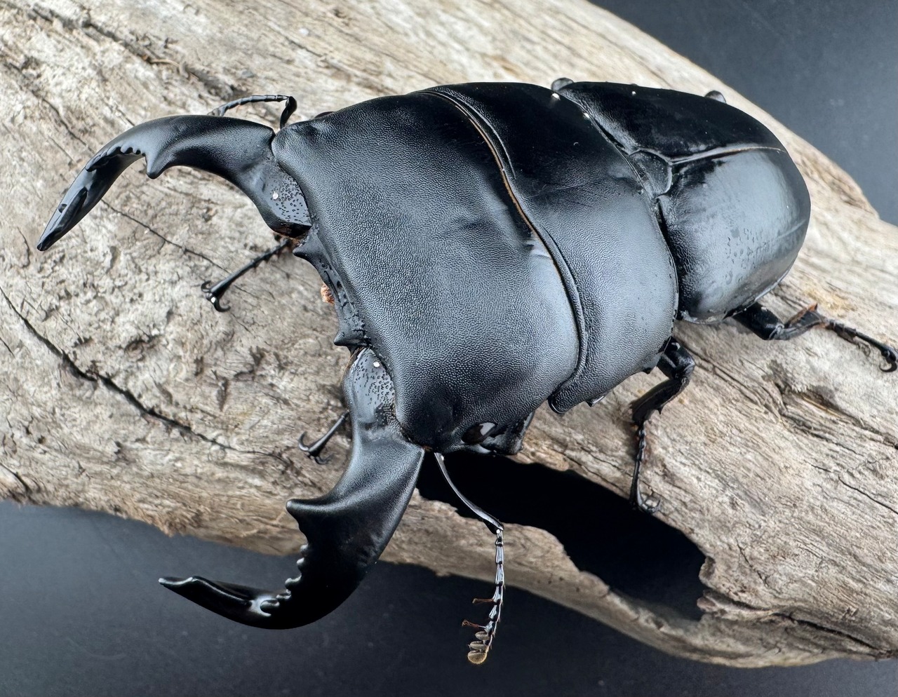 【WD】《ダイオウヒラタ 東ジャワ産 82mm ペア》