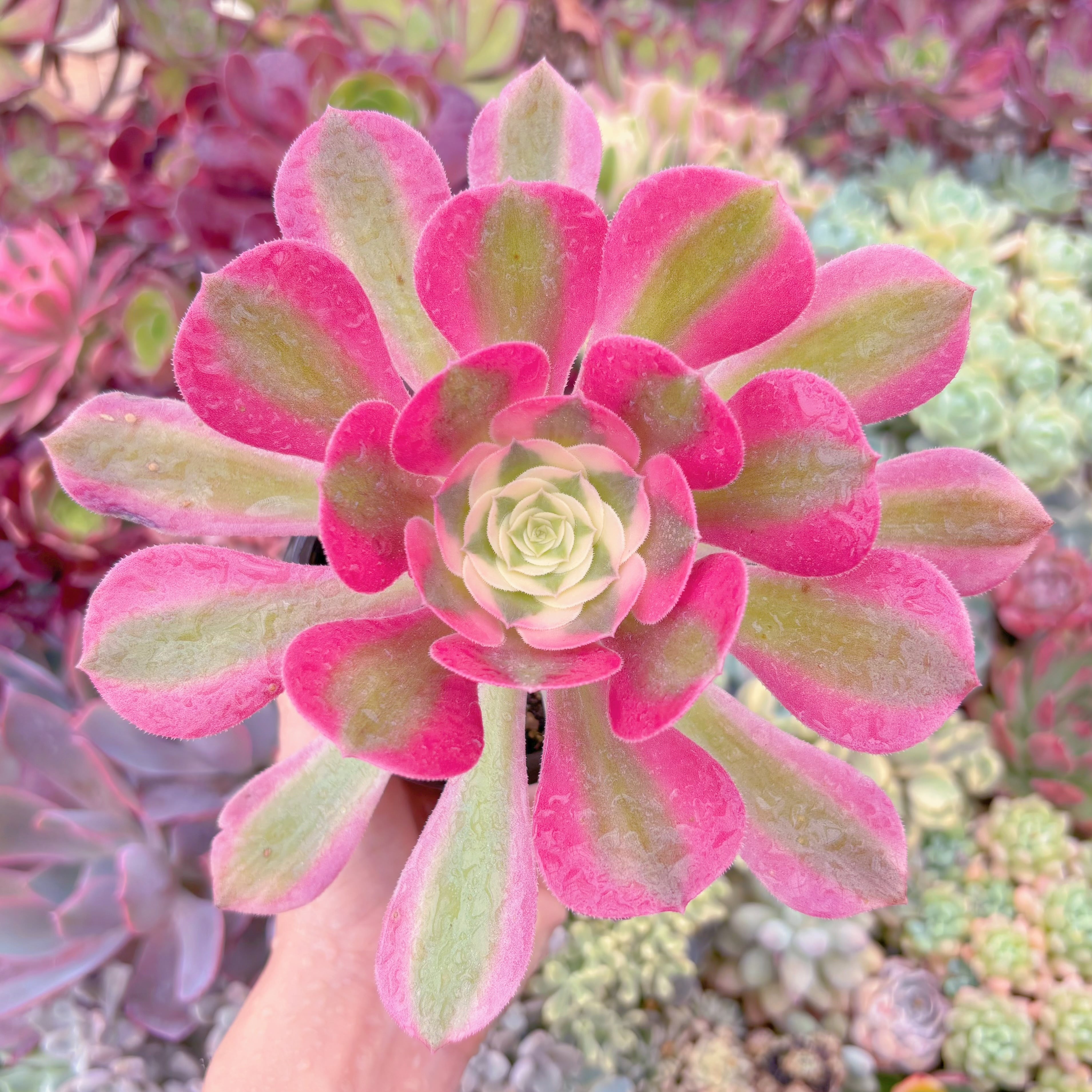 現品　アフラダイティ#F056　るる農園