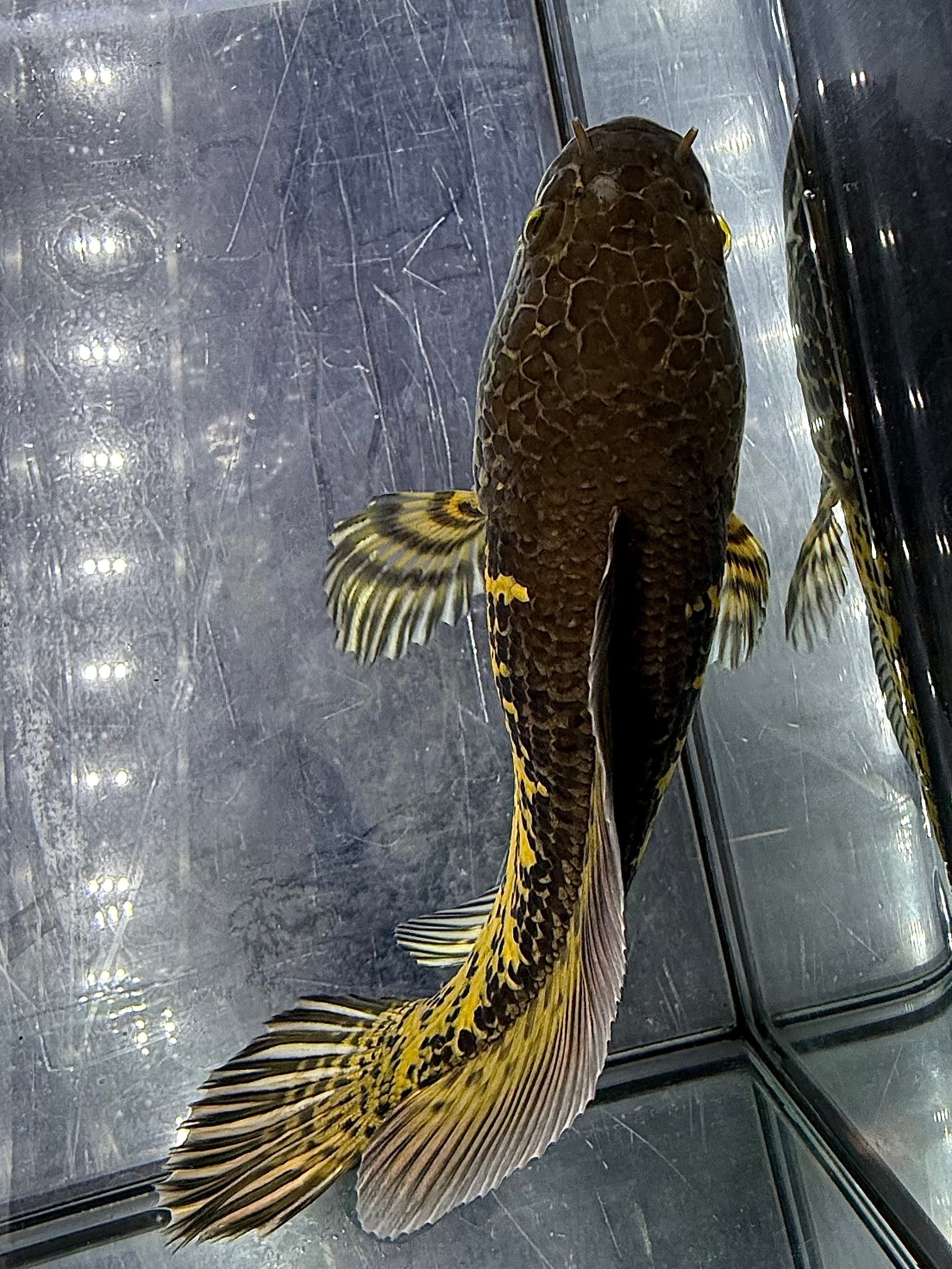 バイオレットスネークヘッド ショートボディ 18cm | AQUASTYLEG