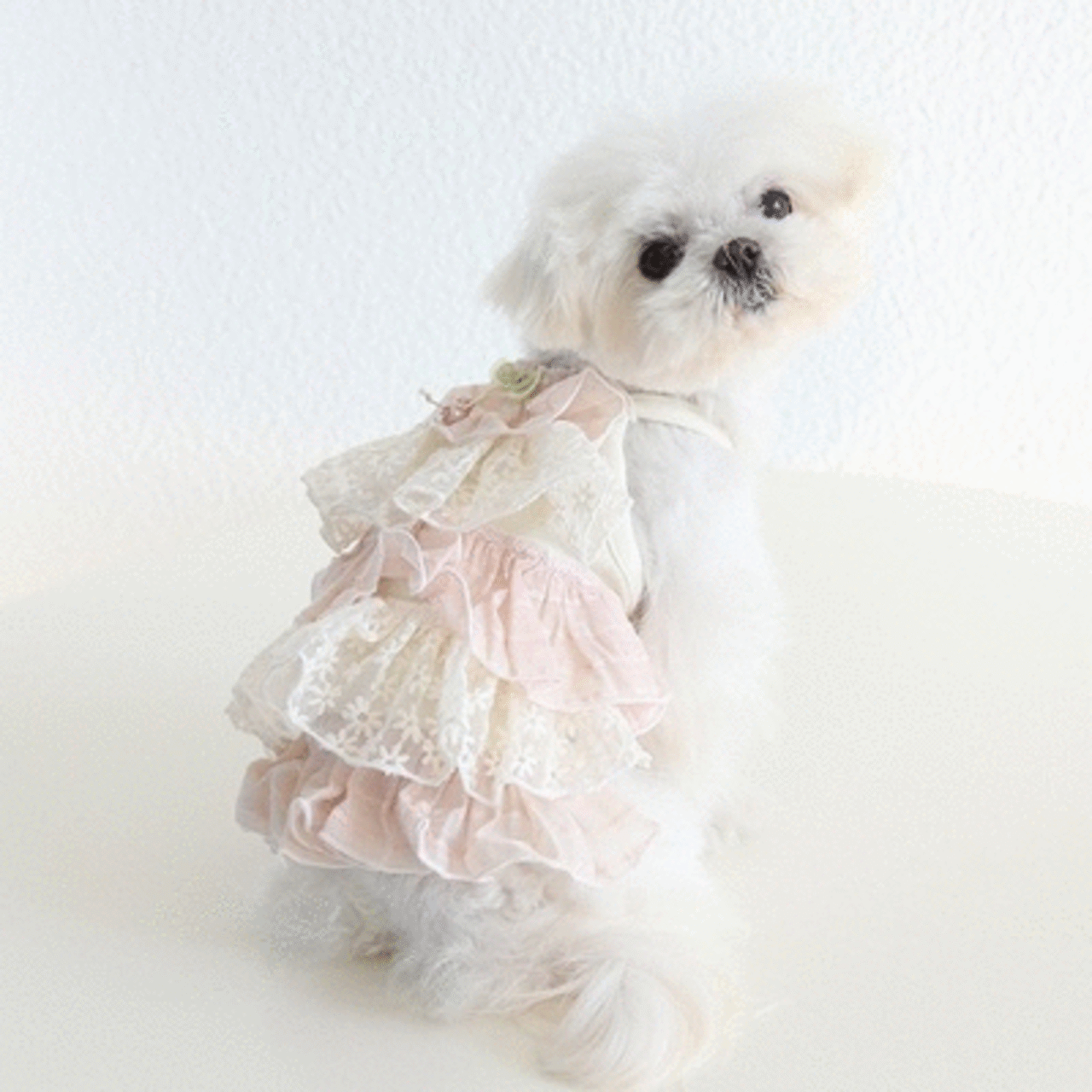 【PET】3デザイン展開レースワンピース