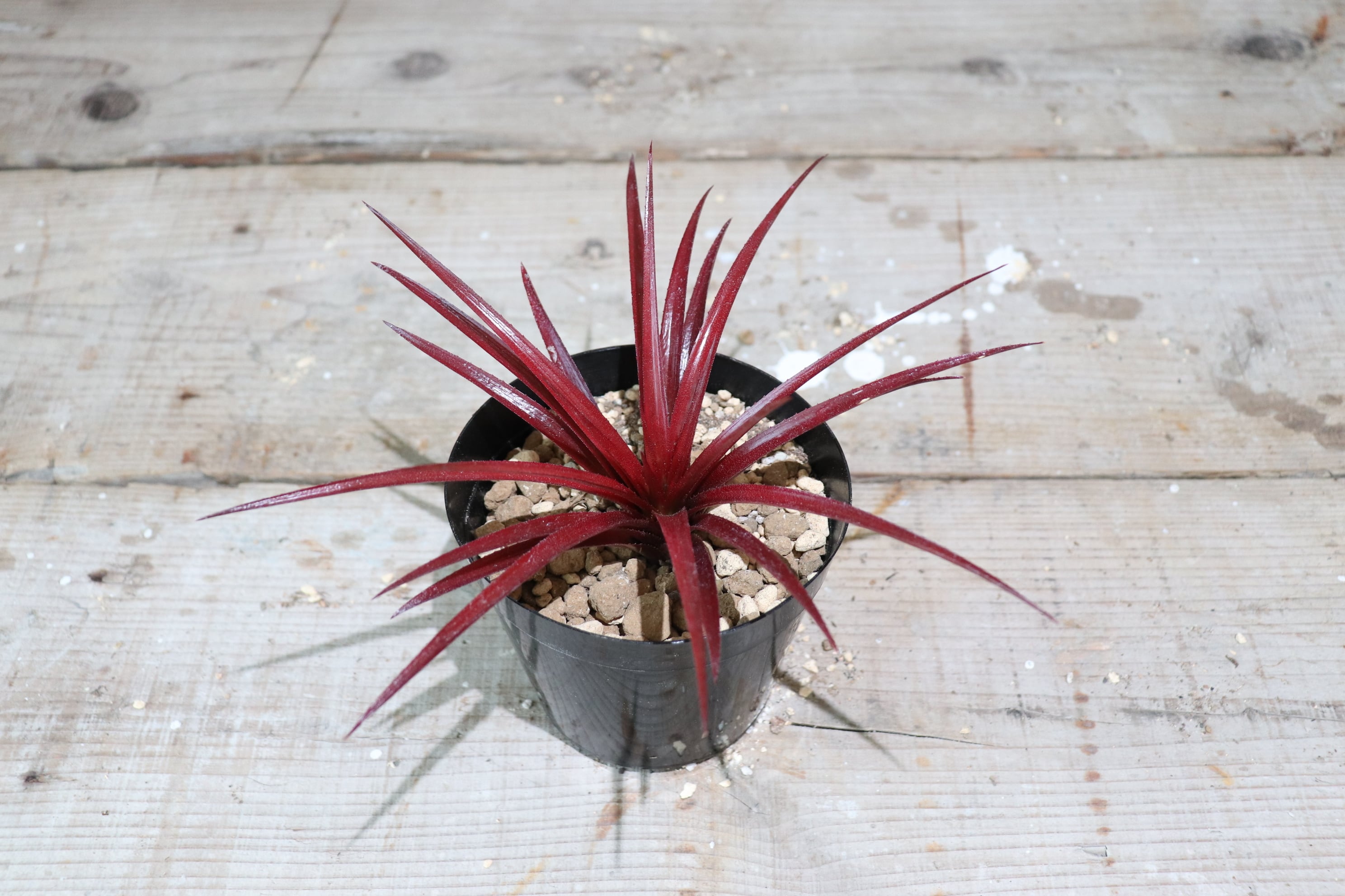 送料無料】Firecracker〔ネオフィタム〕現品発送N0016 | plane plants