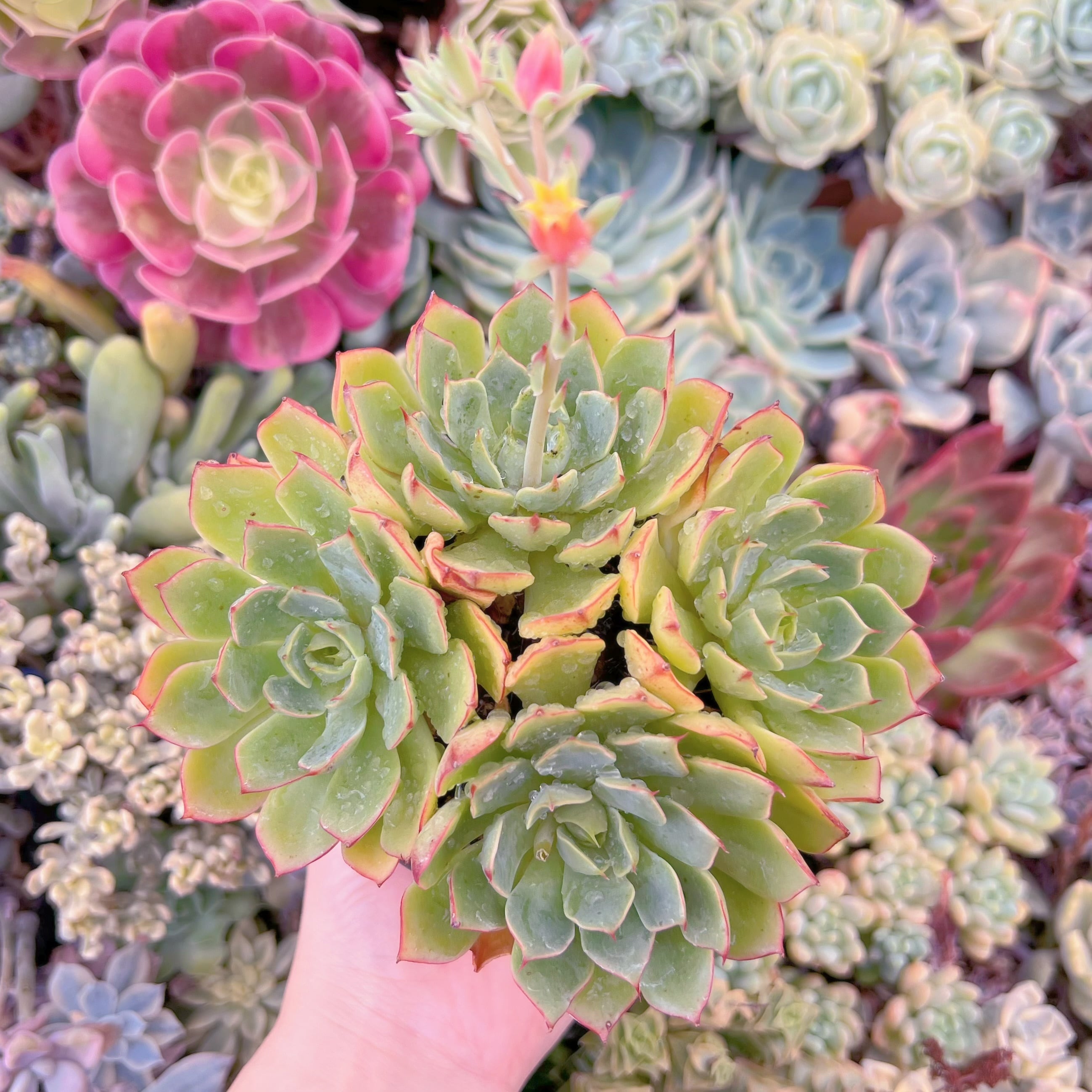 現品　ラブファイヤ#F067　群生　るる農園