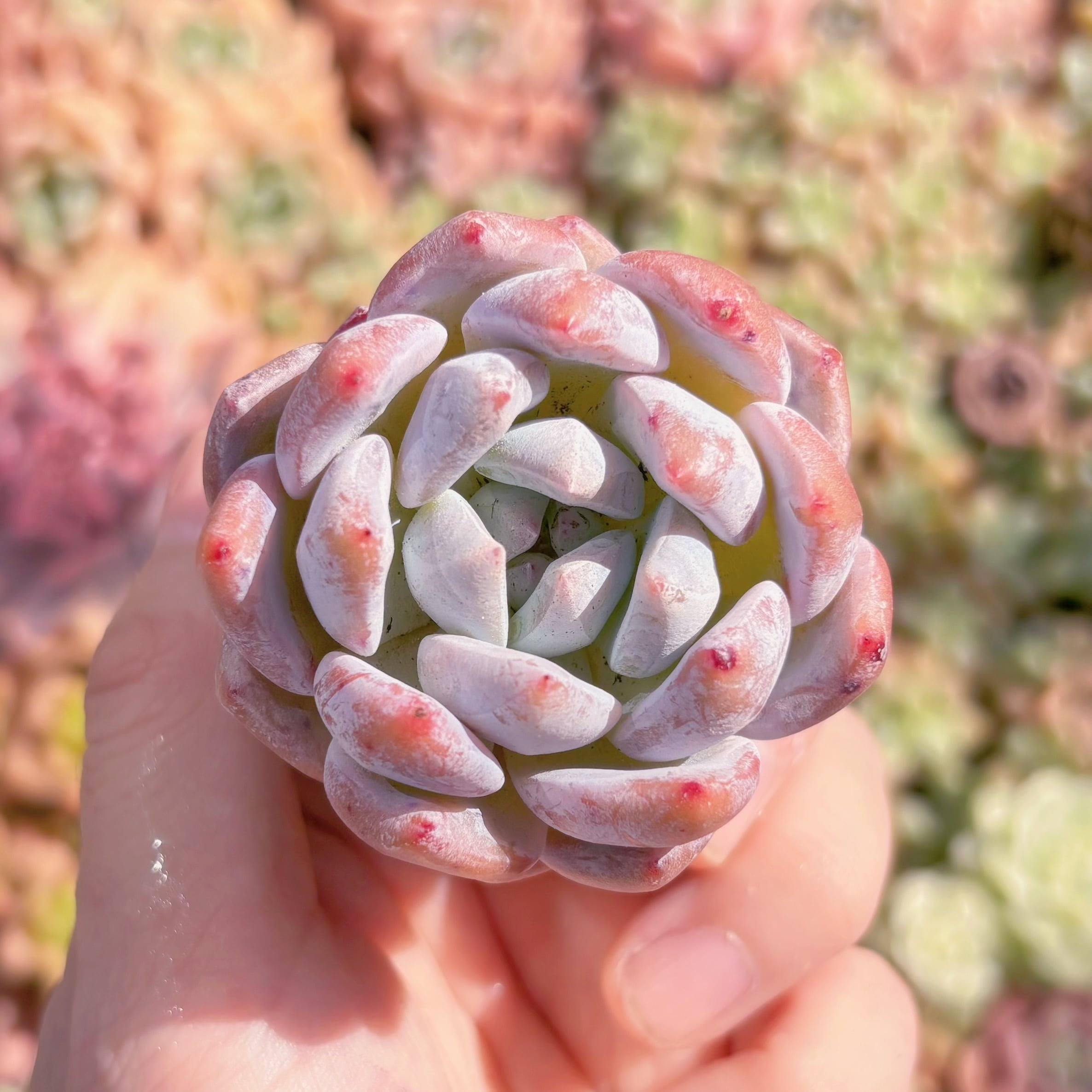 多肉植物　モンローsp　新入荷　るる農園