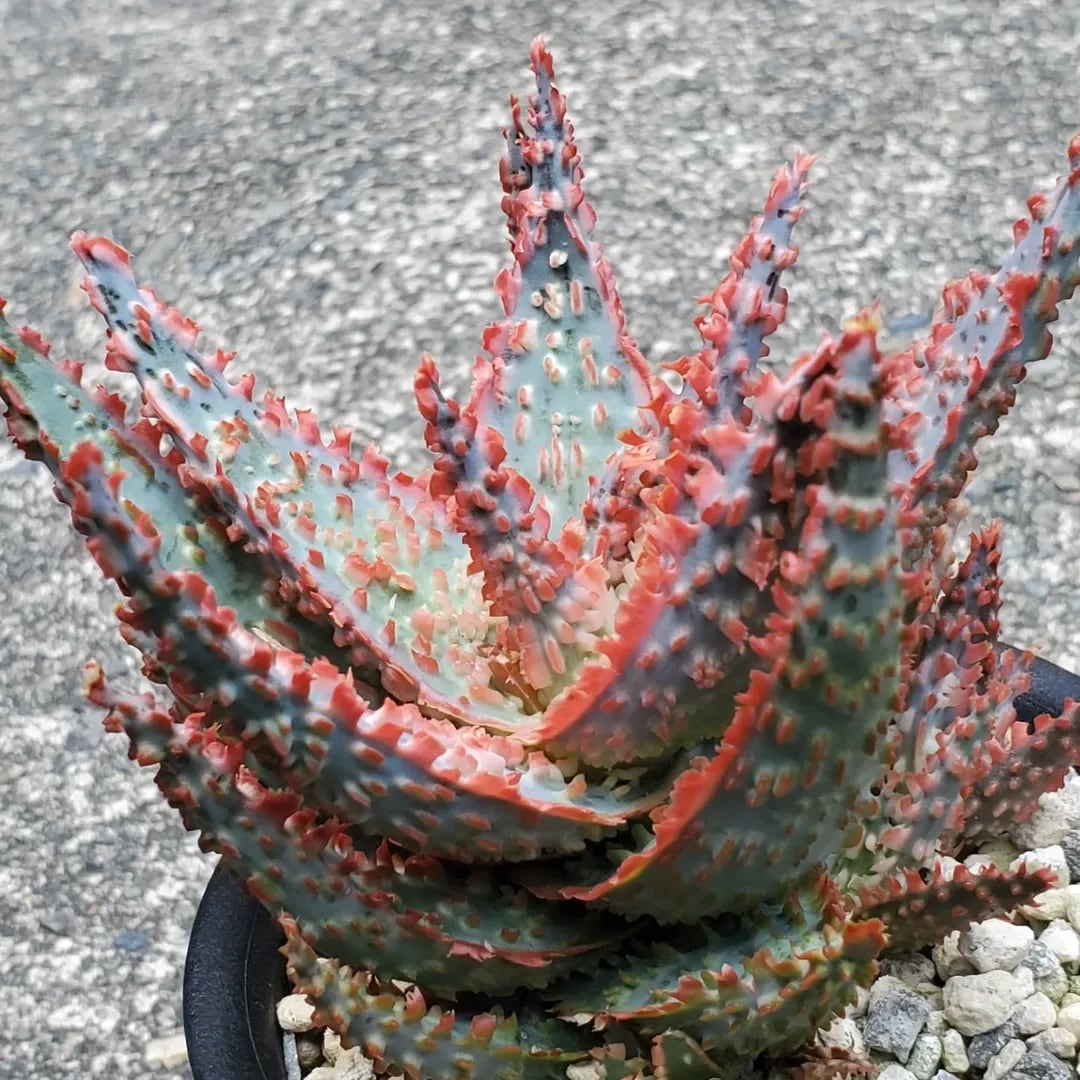 F00385_Aloe Hybrid：アロエ・ハイブリッド（子株） | レアプランツ