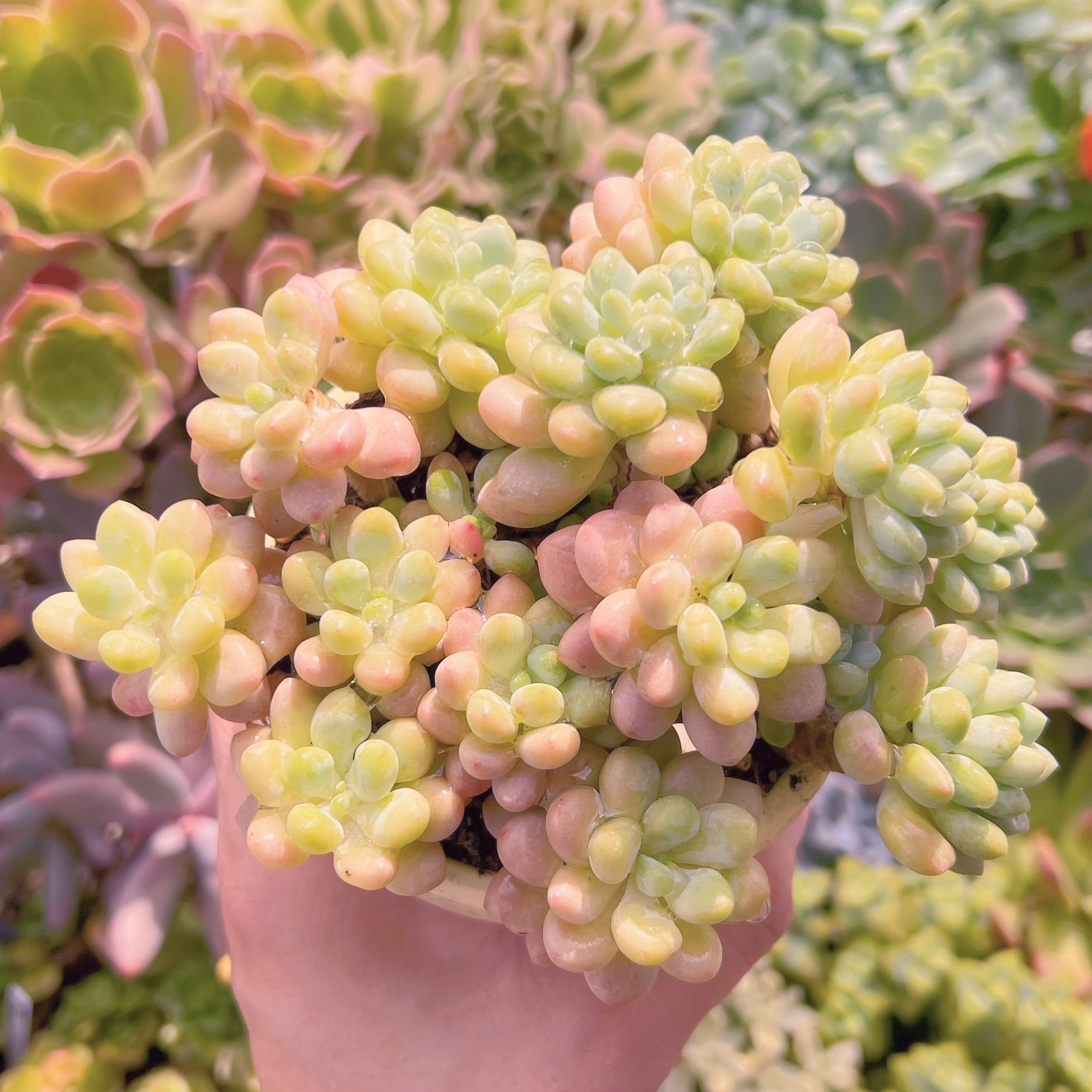 現物　ストロベリーミルク#690   るる農園