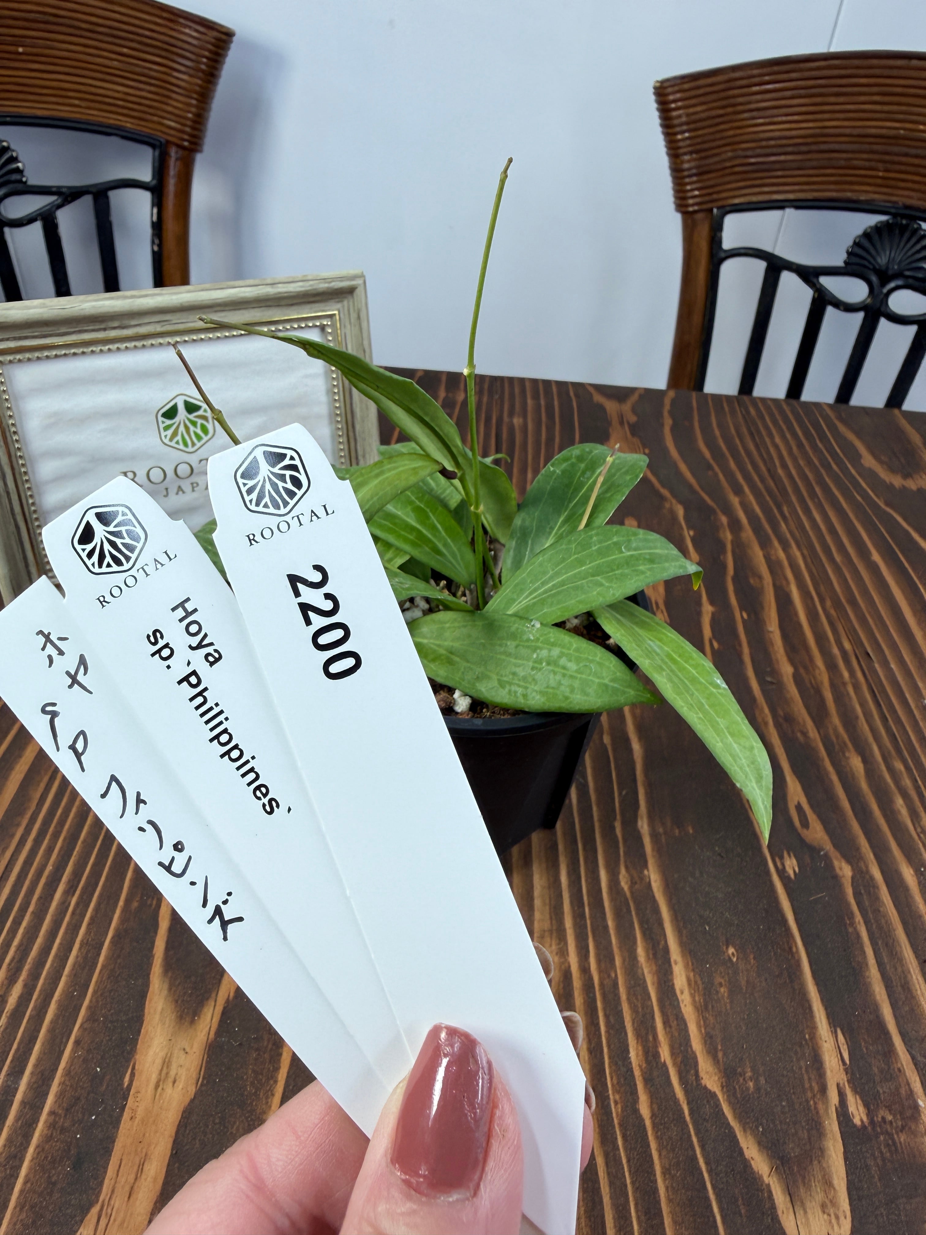 ★2200 ホヤ フィリピンズSP(10㎝硬質ポット)