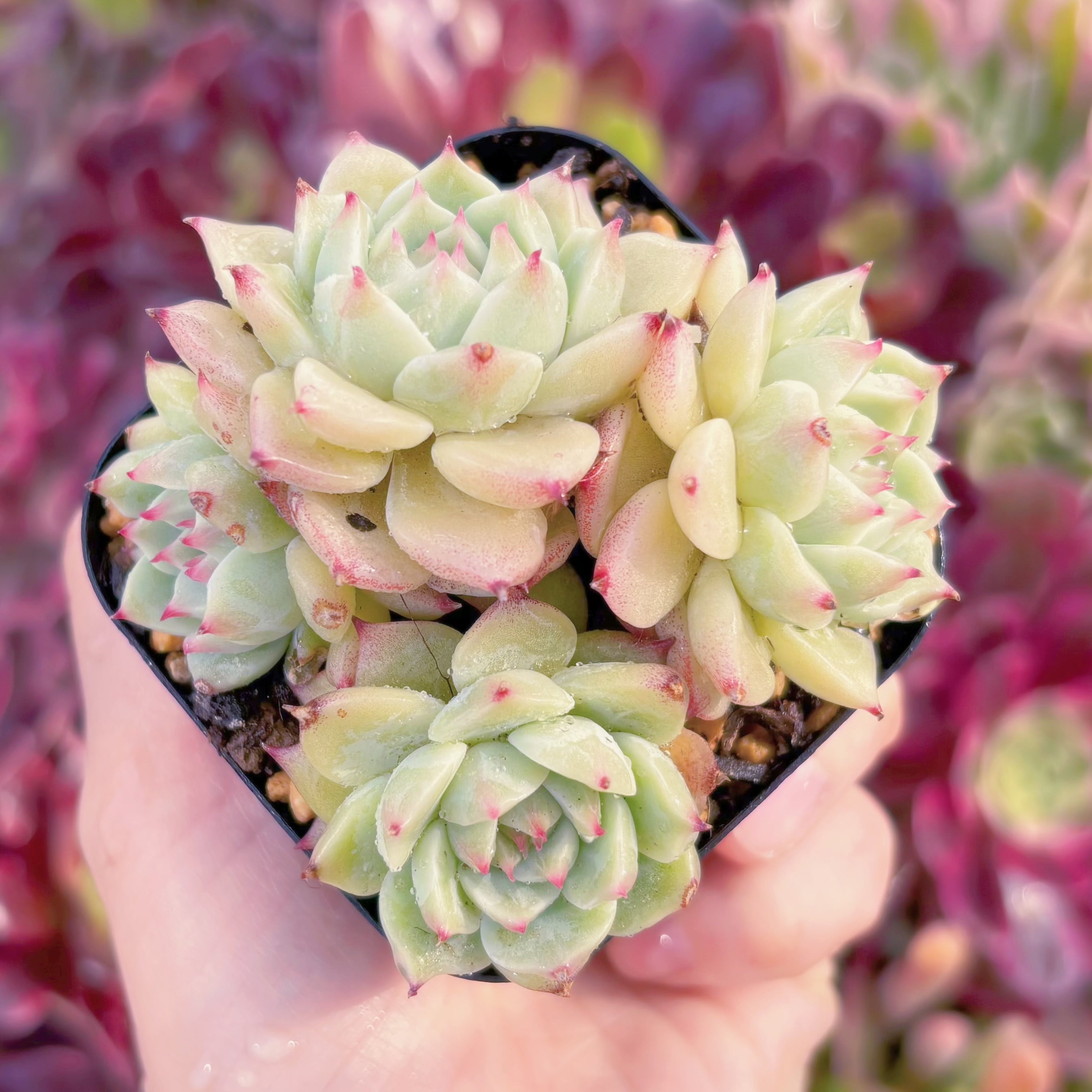 現品　ブルーアイズ#931　群生　るる農園