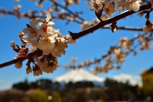 河口湖の桜とうっすら富士山 01
