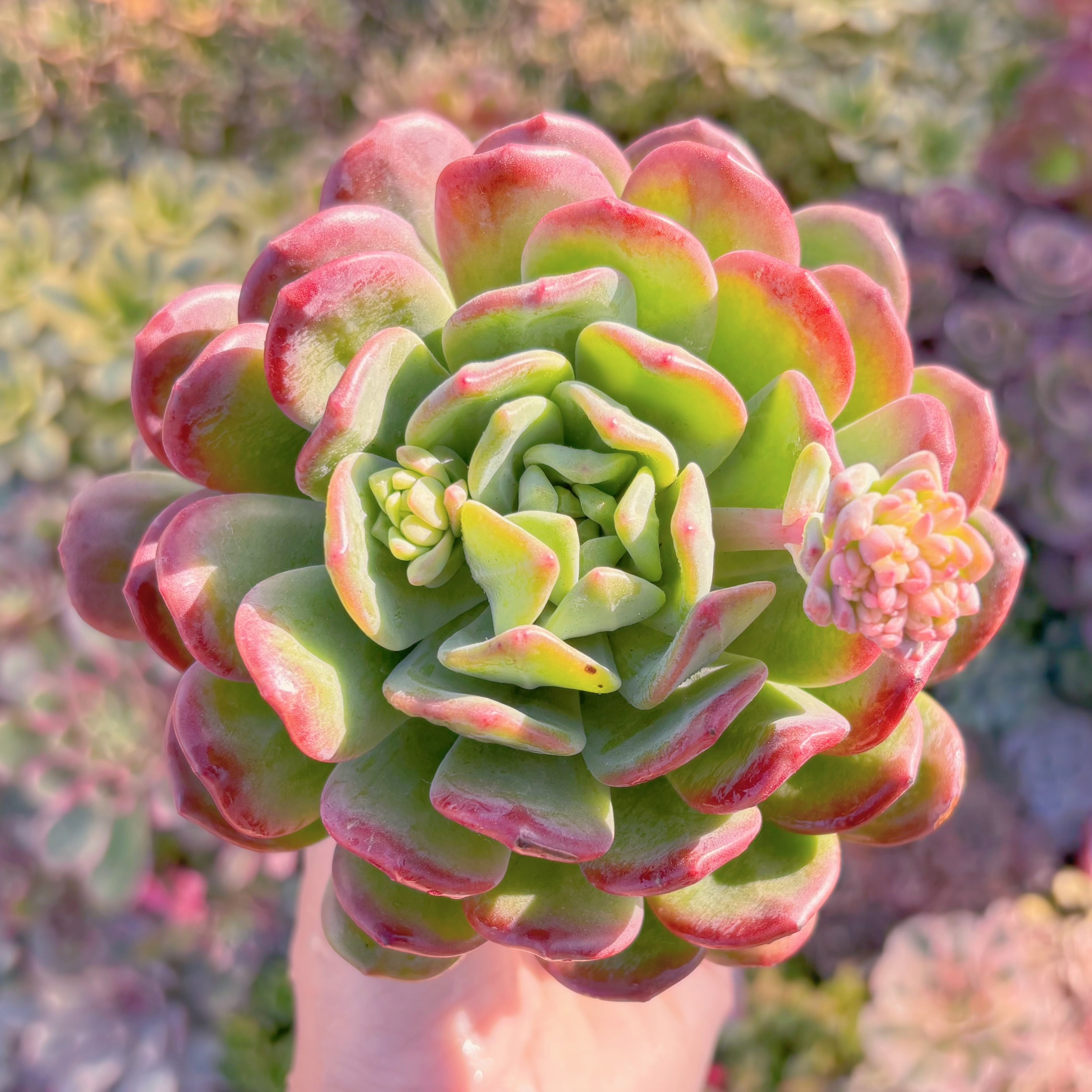 現品　ラサノカール#F042　在庫僅少　大苗　新入荷　るる農園