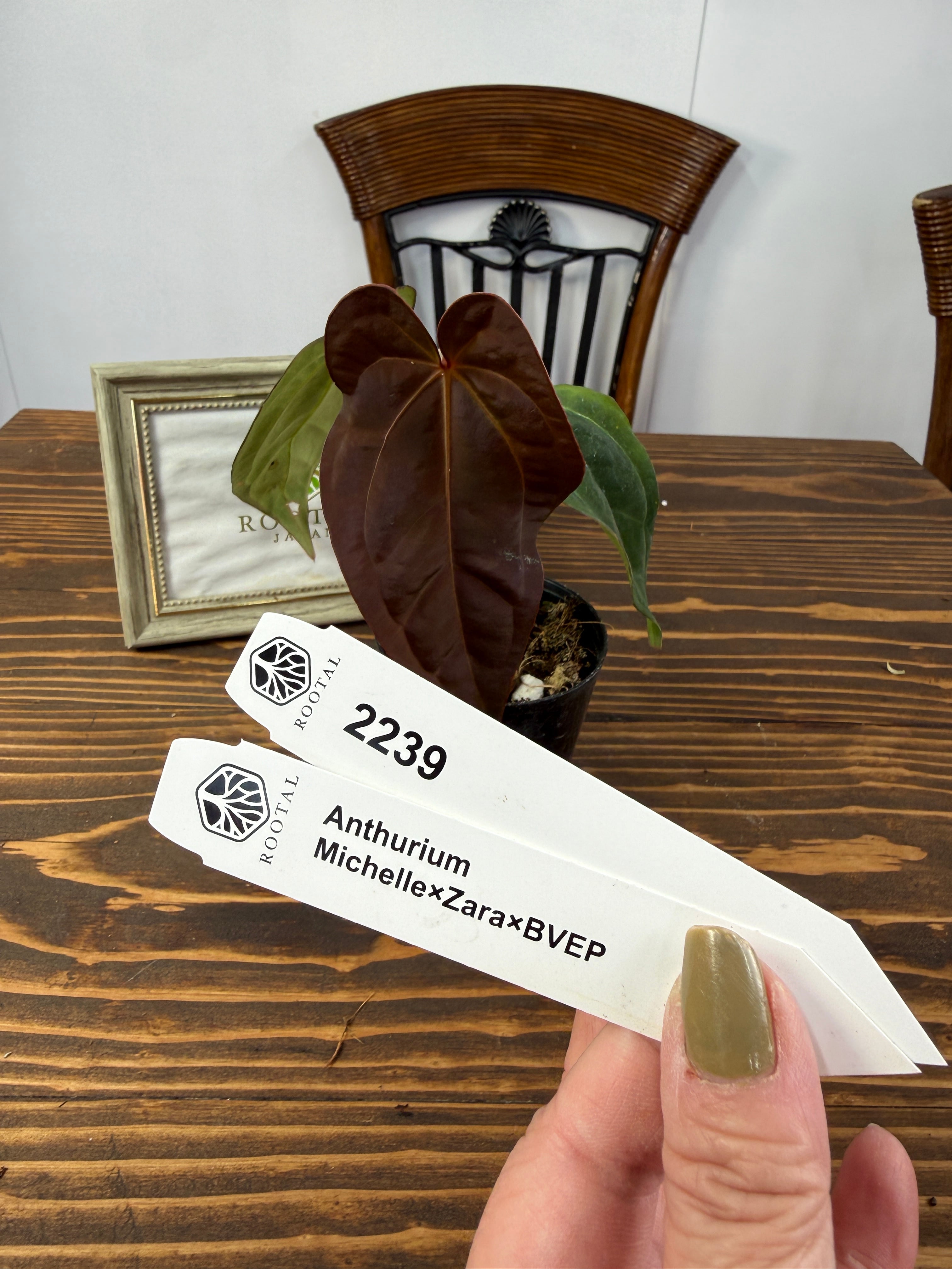 ★2239 アンスリウム ミッシェル×ザラ×BVEP(2.5号プラ鉢)葉破れあり